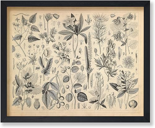 Poster Master Póster vintage de plantas cultivadas, impresión botánica retro, arte de flores, arte de plantas, regalo para hombres y mujeres, gran