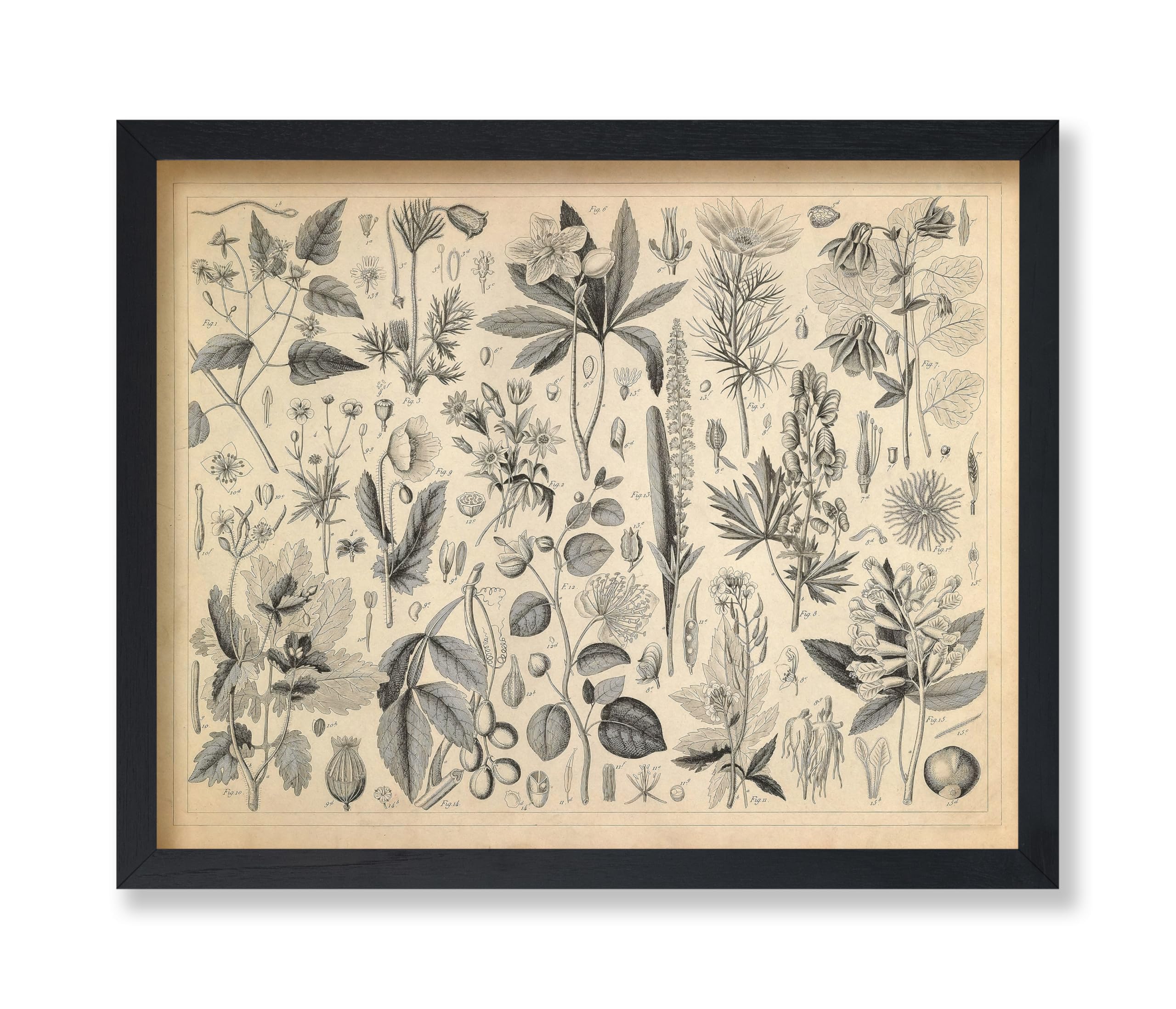 Poster Master Vintage Cultivated Plants Poster - Retro Botanical Print - Flower Art - Plants Art - Gift for Men & Women - Great Decor for Farmhouse,