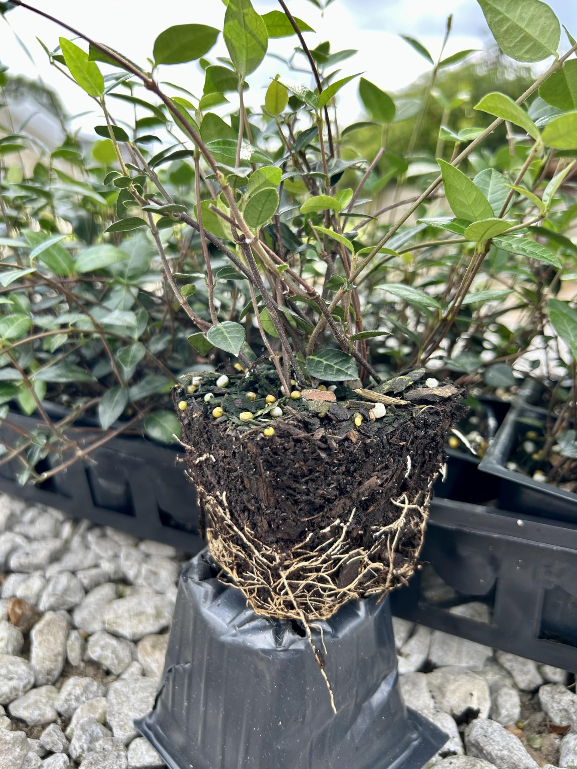Amazon.com : Asiatic Jasmine Live Plants, 3 inch Pot, Evergreen