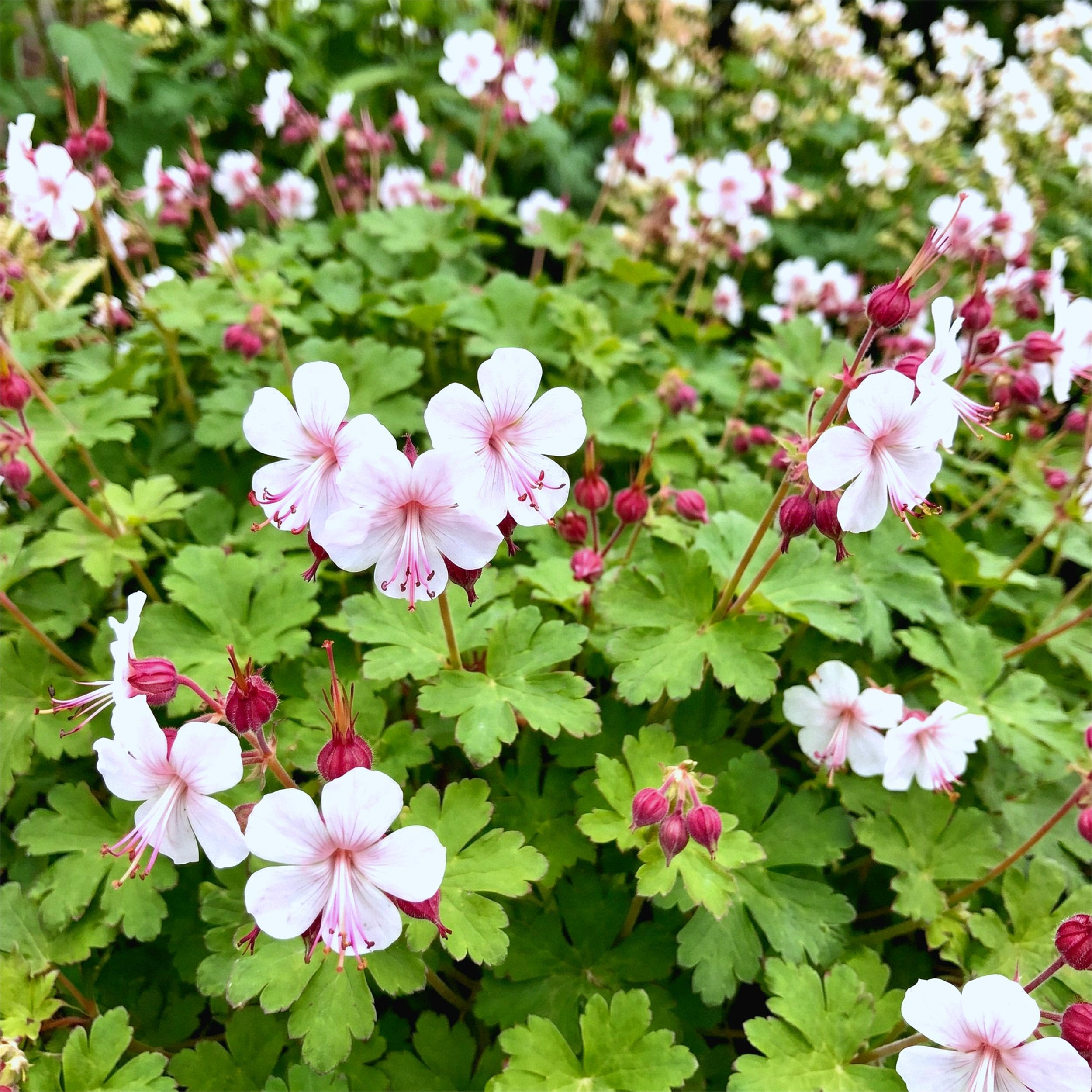 Géranium macr. Spessart - Géranium à bec de cigogne - Couvre-sol - Blanc-rose - 6 plants - 15-25cm - Ø11cm - Plante de jardin