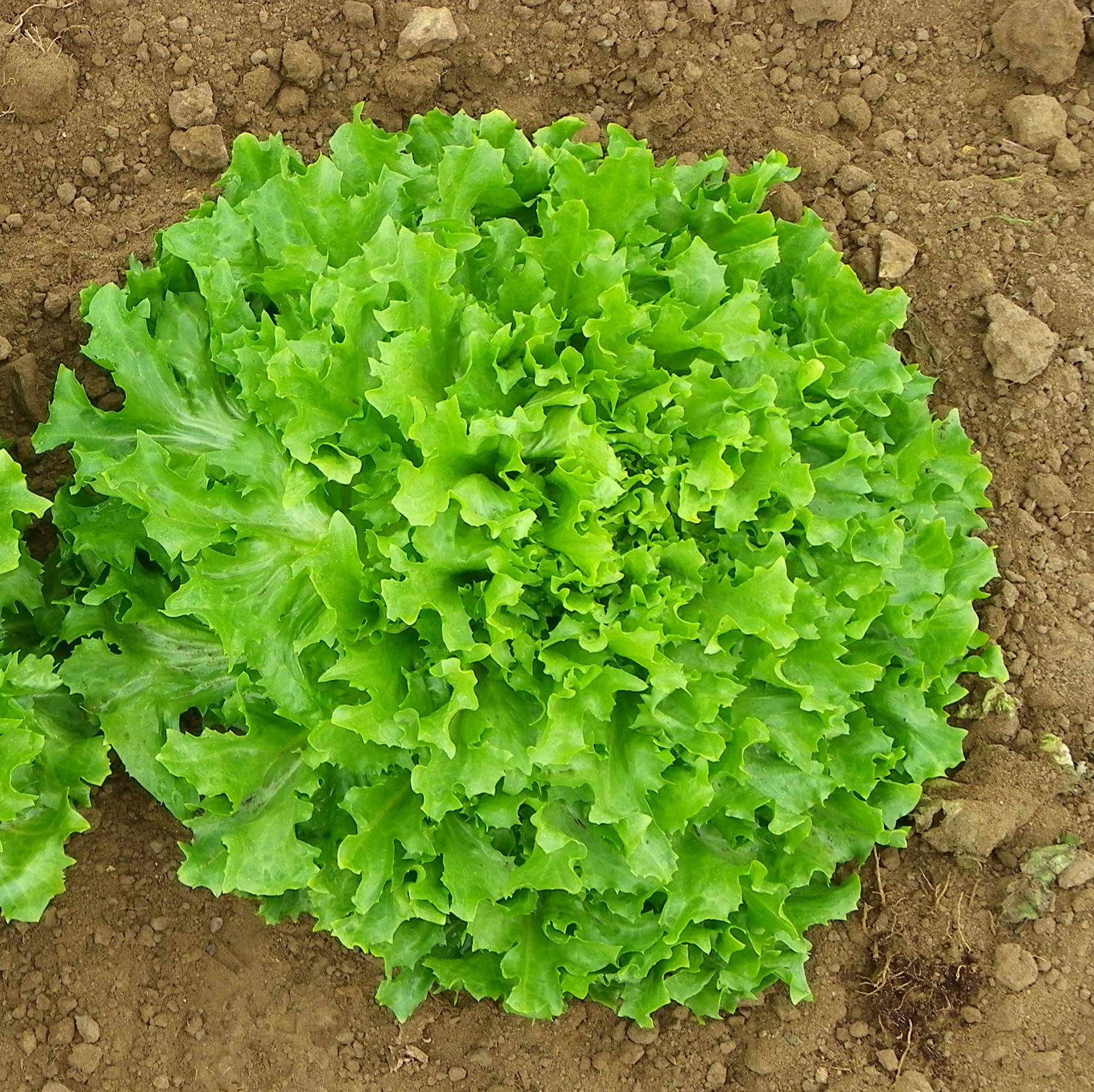Endive Lettuce Plug Plants Grow Your Own Salads (12)