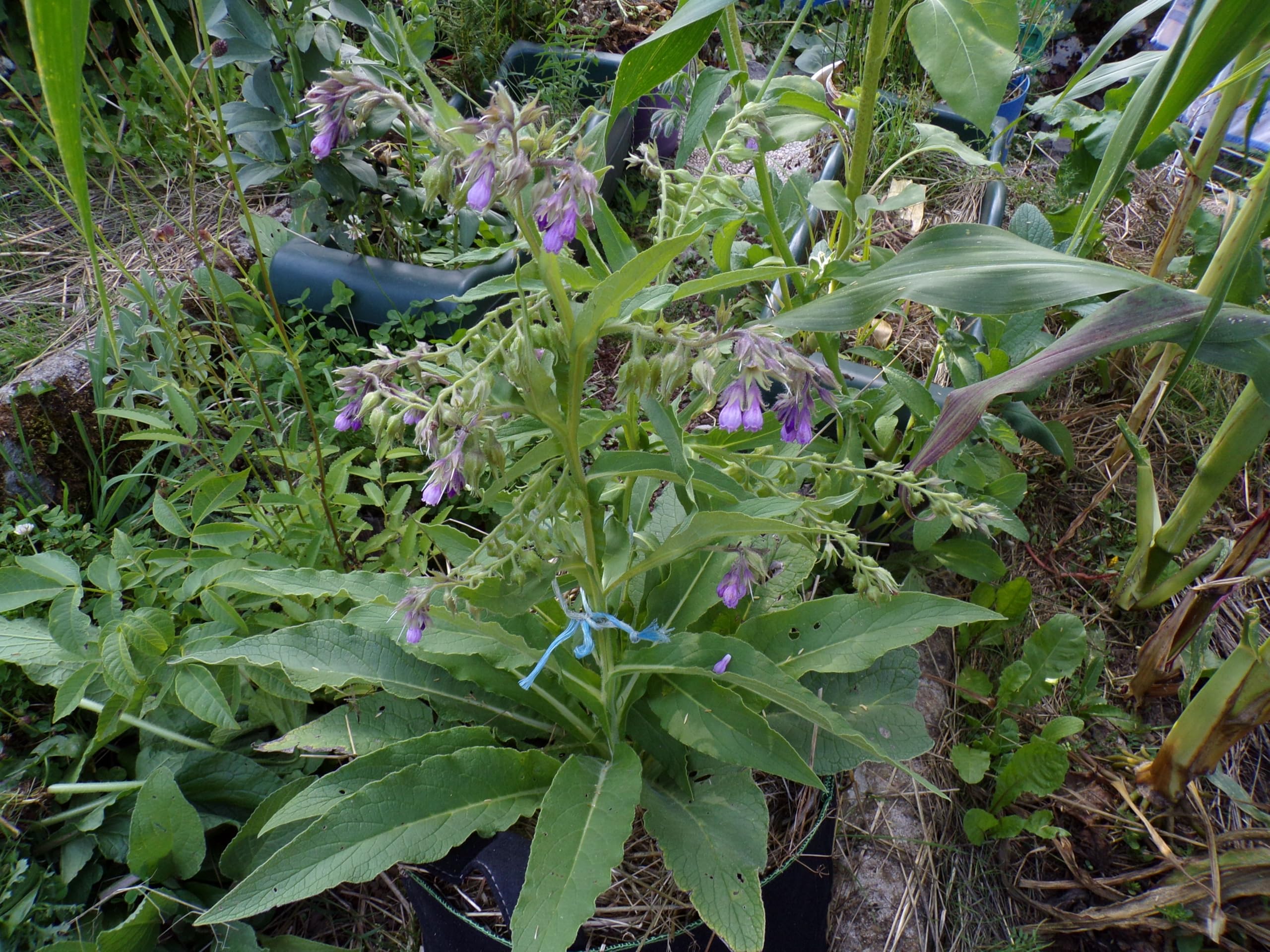 Żywokost NT - Symphytum Officinale (zielony nawóz) SEM14