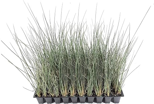 Blue Arrows Rush Grass - Juncus Inflexus - 10 plantas vivas - Tolerante a la sequía de bajo mantenimiento