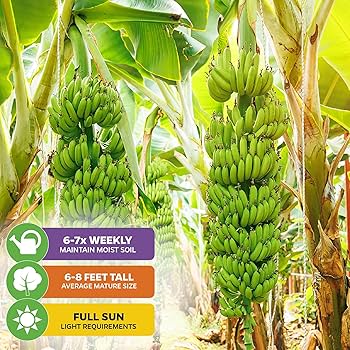 Musa Double Mahoi バナナ苗 Amazon.com : Banana Plants Double (Mahoi) Includes Four (4
