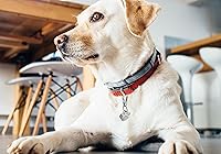 Vista 5 de Clips rápidos de acero inoxidable para perros y gatos