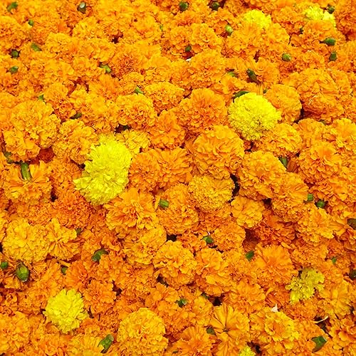 Miniatura 3 de Semillas de caléndula africana a granel  Mezcla de crackerjack  36,000 semillas para 2,500 pies cuadrados de cobertura  Paquete de 4 onzas  Mountain
