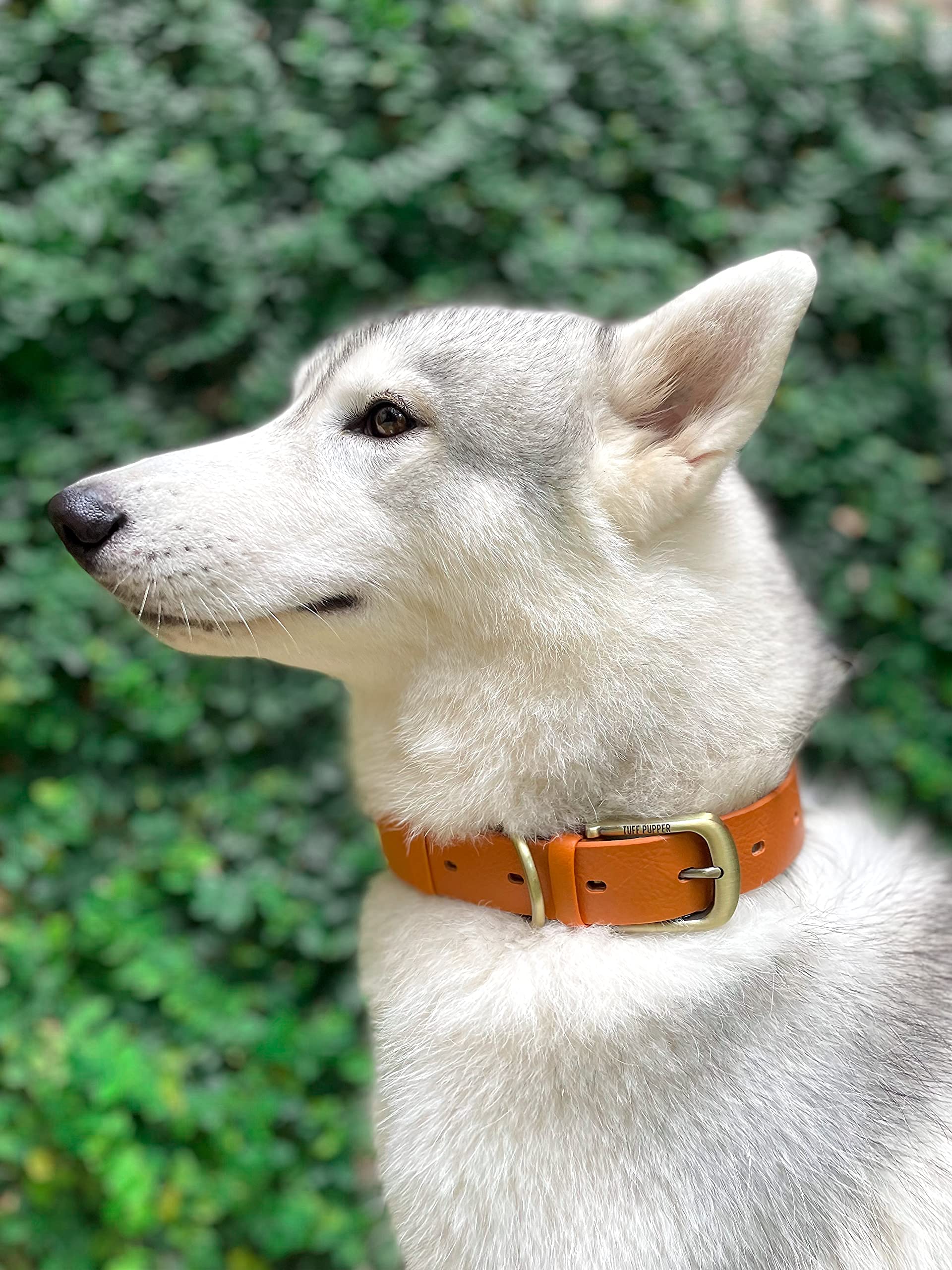 Tuff Pupper Klasyczna obroża dla psa do dużych obciążeń, 10 x mocniejsza niż skóra, 100% wodoodporna i odporna na zapachy, wytrzymała, odporna na rdzę cały metalowy osprzęt, dożywotnia gwarancja