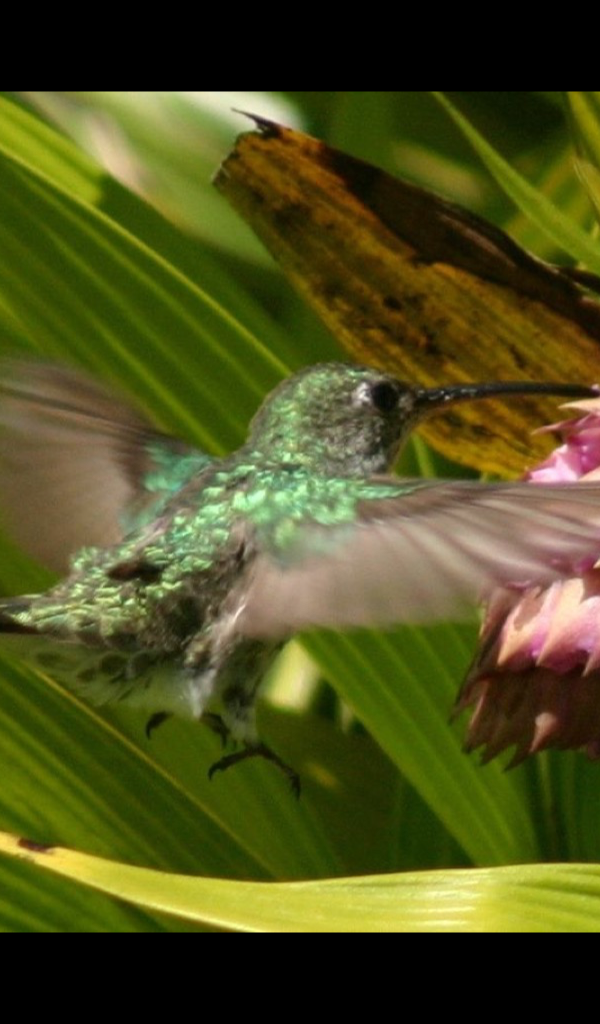 Hummingbird Wallpaper HD Wallpapers of Hummingbirds!Amazon.deAppstore for Android