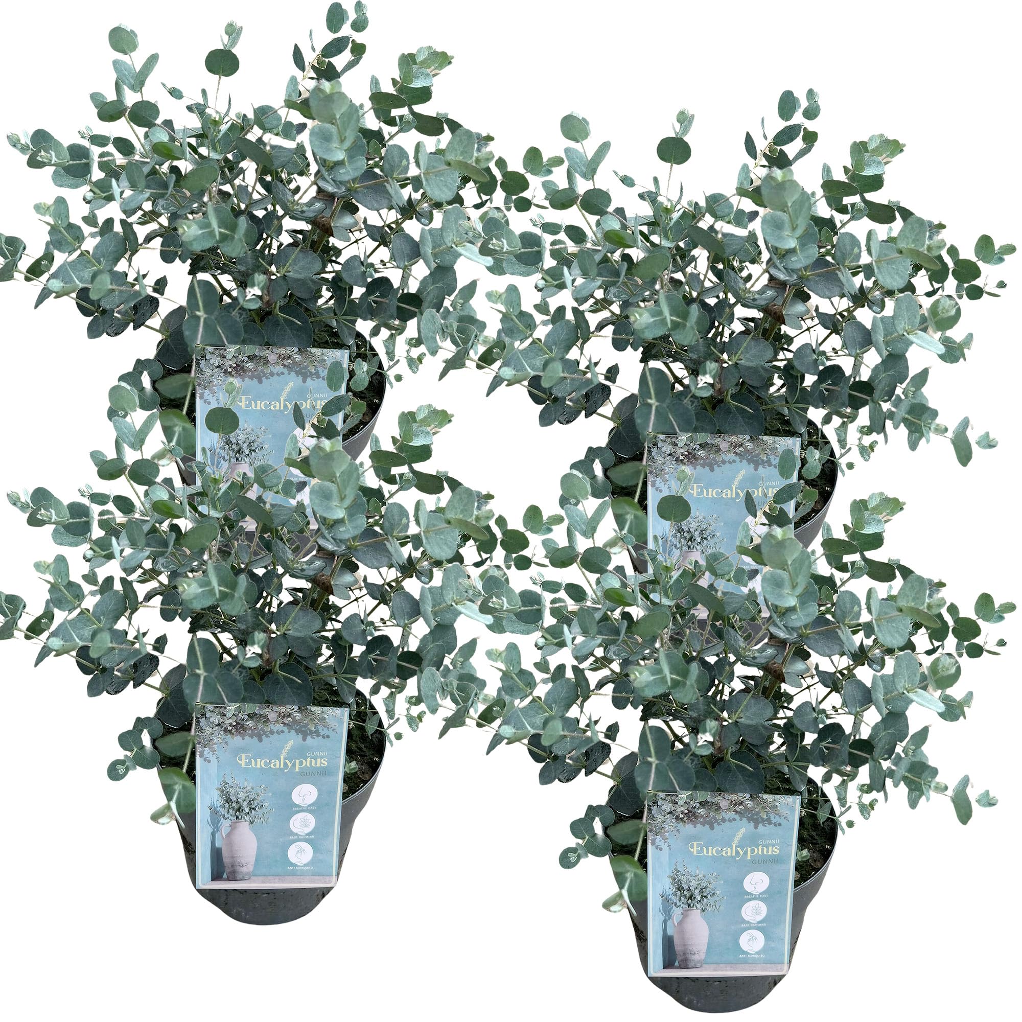 Eucalipto Gunnii - Pianta Sempreverde da Esterno, Pronta in Vaso per Giardino