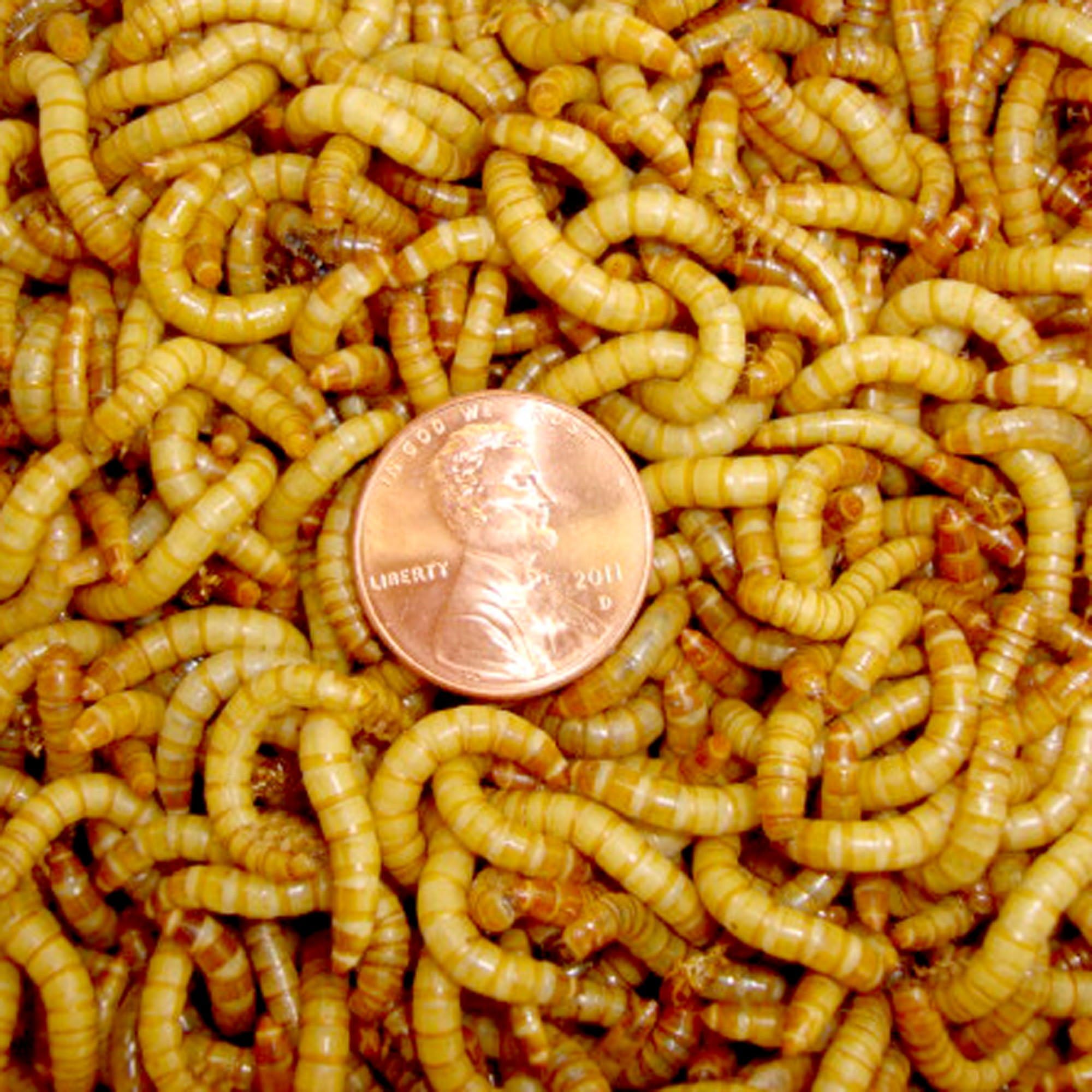 2100 Live Mealworms, Organically Grown