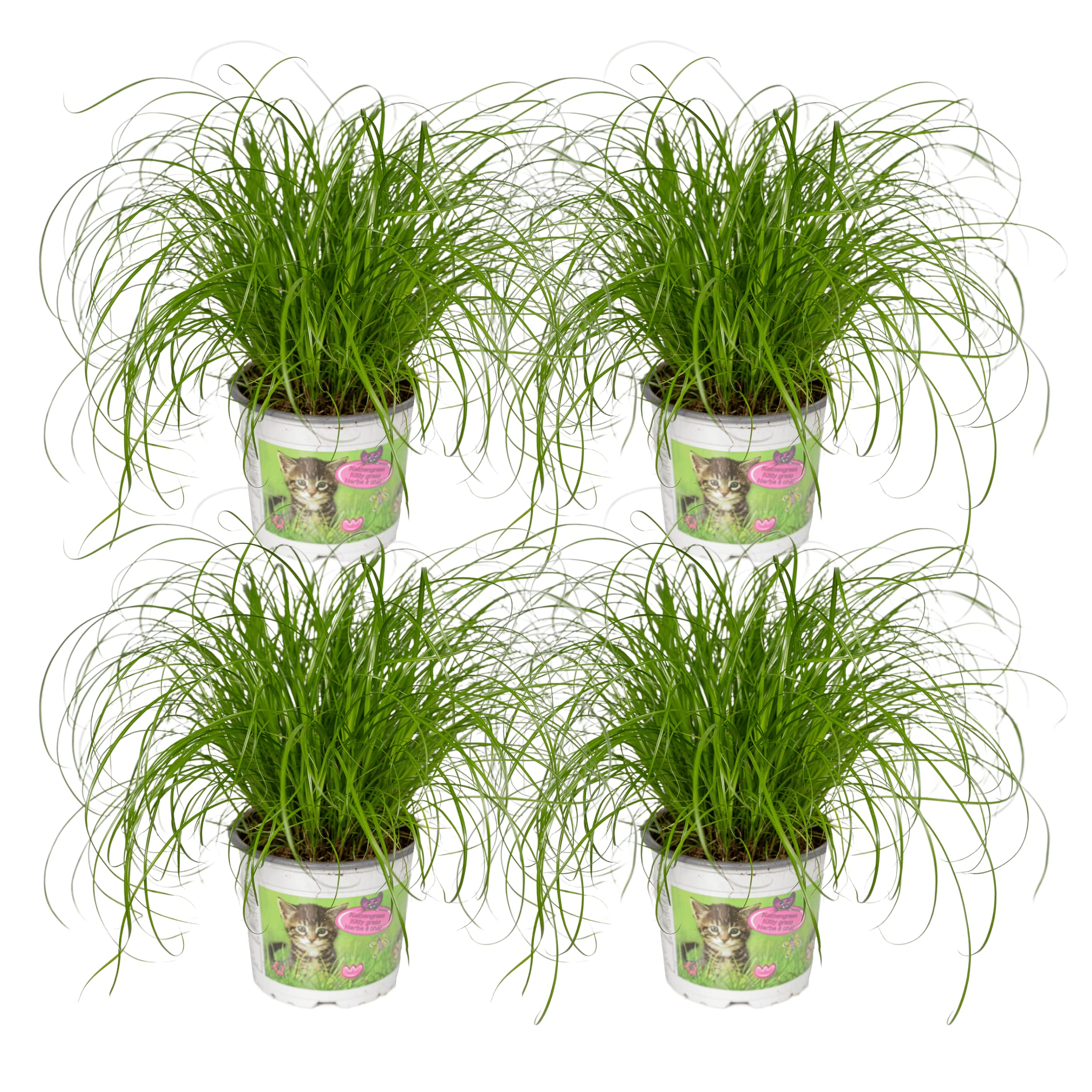 Cyperus alternifolius - Herbe à chat | 4 pièces - 20cm - Ø12cm - Plante d'intérieur - Vert persistant - Multideal