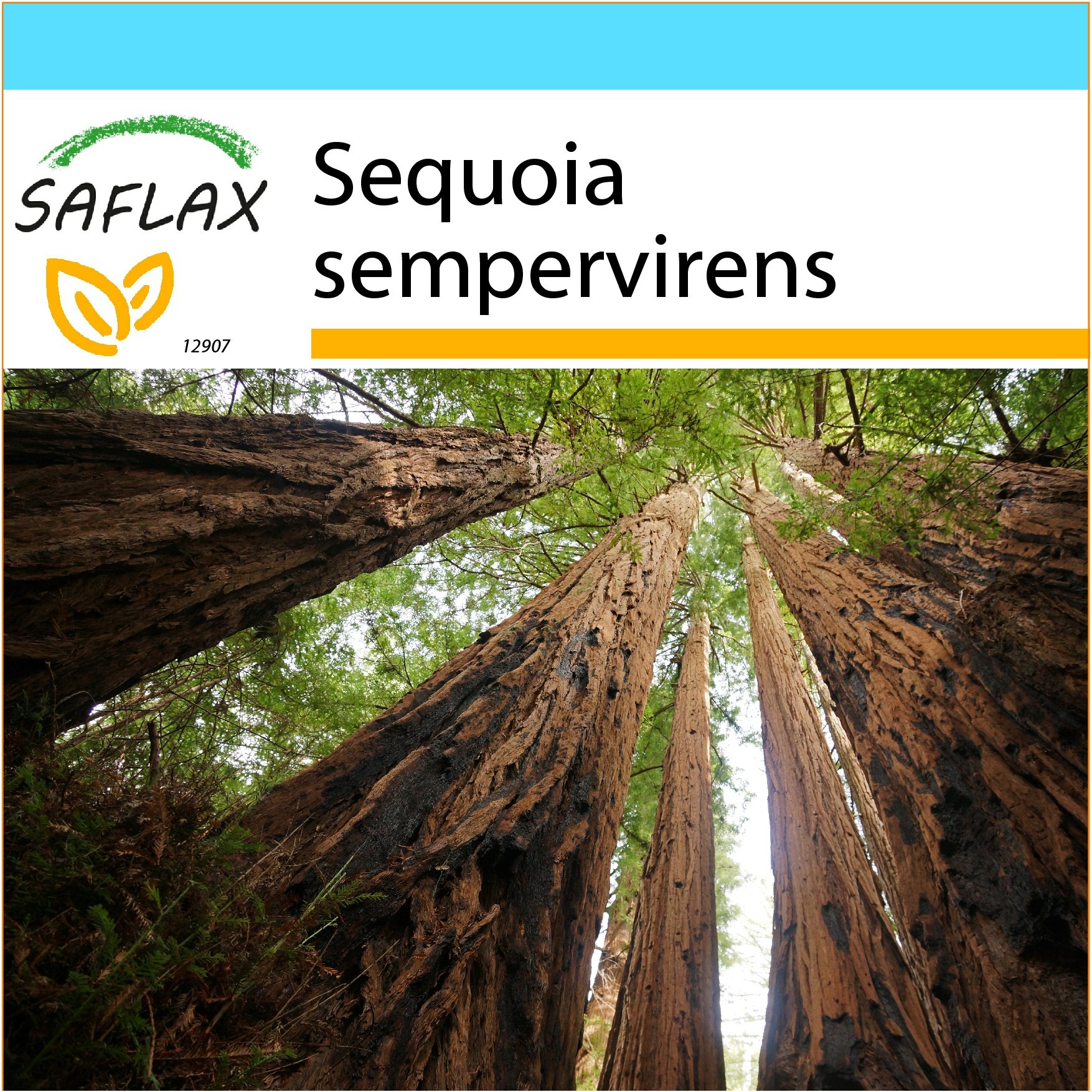 SAFLAX - Gift Set - Coastal Redwood - 50 Seeds - Sequoia sempervirens