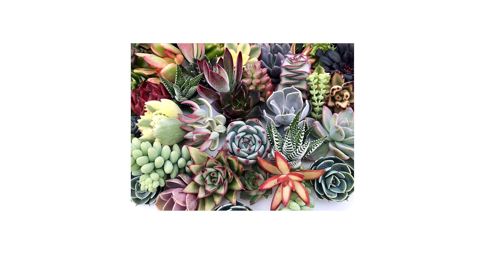 Amazon.com: The Succulent Cult 的10 種Live 多肉植物,No 2 種