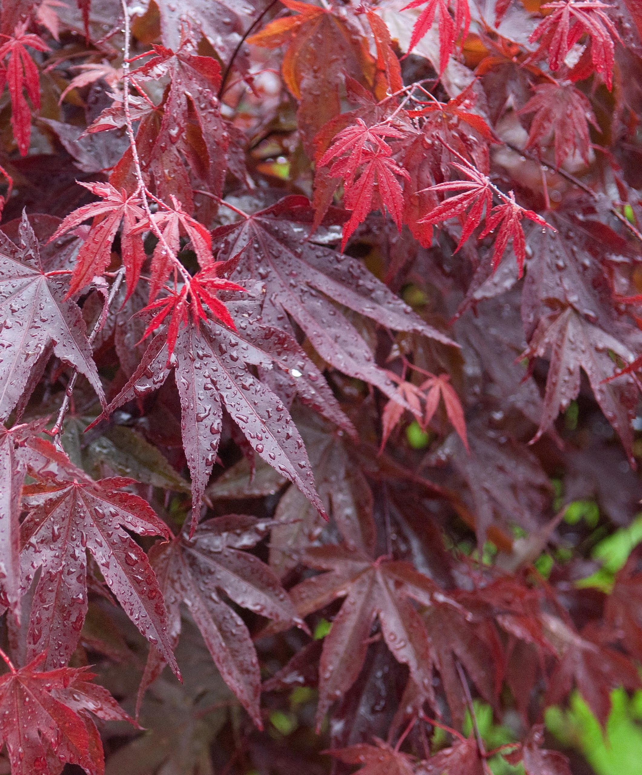 Acero rosso giapponese "Acero palmatum Bloodgood" pianta innestata in vaso 2 litri Vivaio di Castelletto