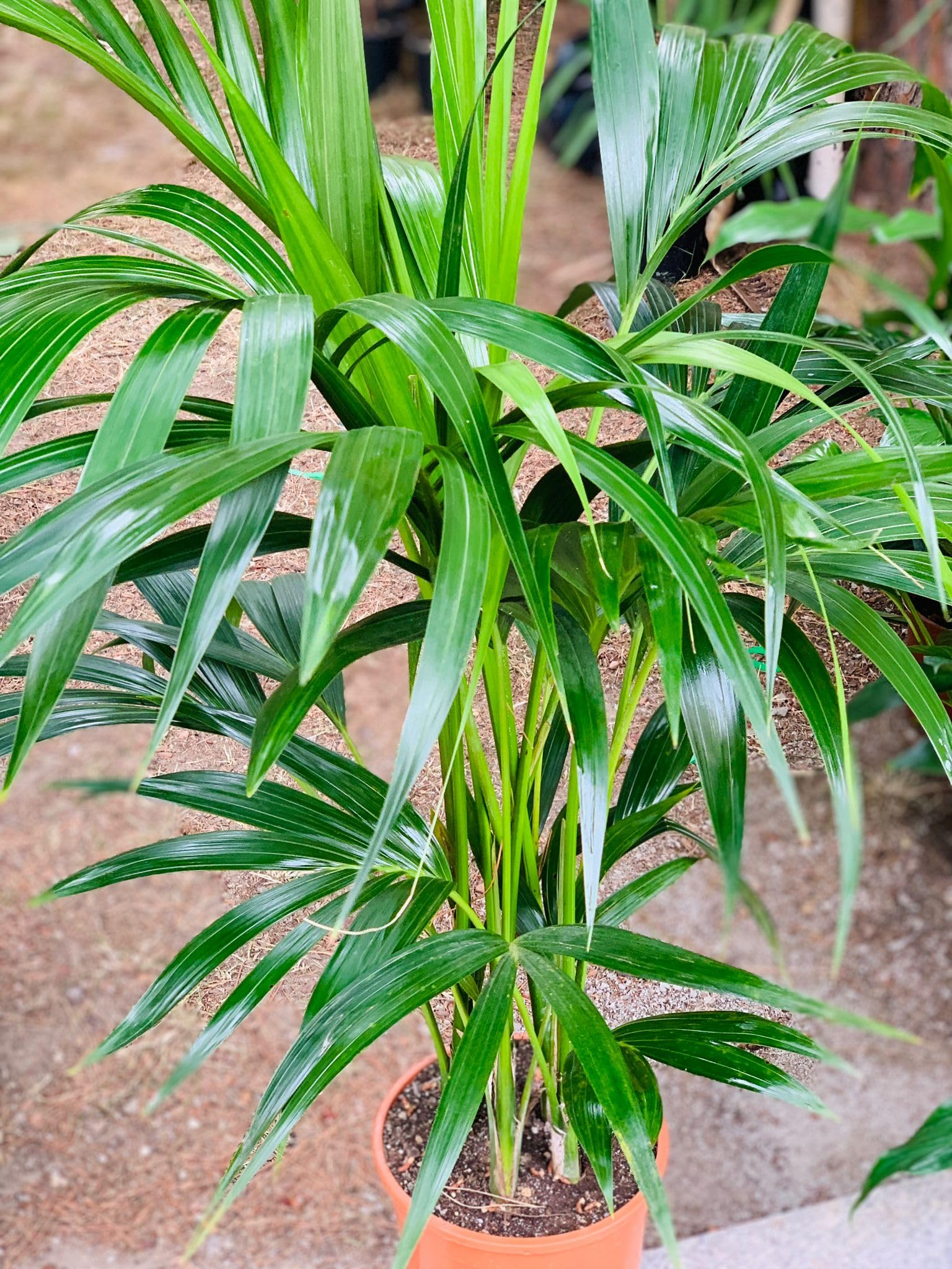 Kentia, Palma Tropicale, Howea Forsteriana, VasoØ19, H120, Pianta Vera, Vaso composto da 3-4 Piante