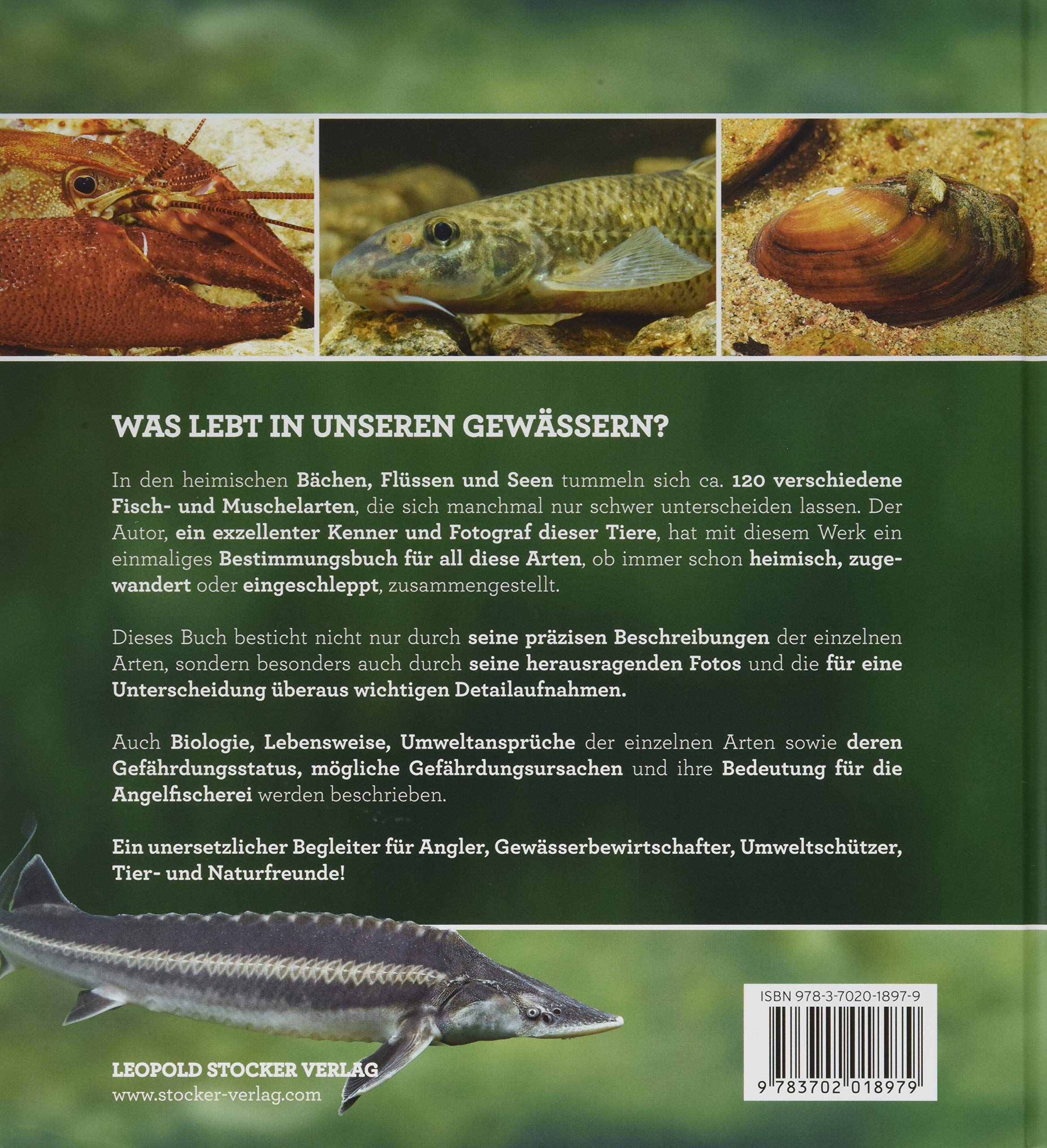 Fische, Krebse & Muscheln in heimischen Seen und Flüssen: 120 Arten in über 350 Lebendabbildungen