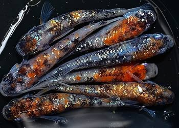 【3頭セット】タカネキマダラ（3オス、岐阜県産） 3頭セット】タカネキマダラ（3オス、岐阜県産） 昆虫用品