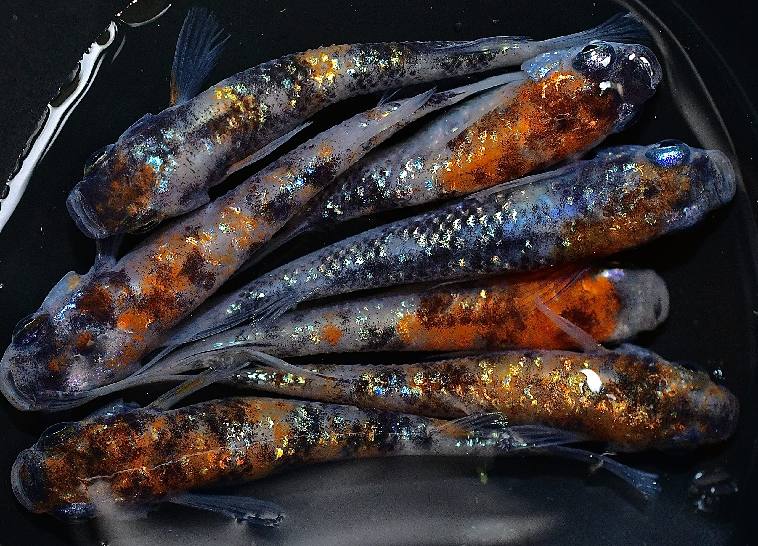 Amazon | メダカ生体 新系統三色ラメめだか メダカ稚魚10匹+α 三色 Amazon | メダカ生体 新系統三色ラメめだか メダカ稚魚10匹+α 三色