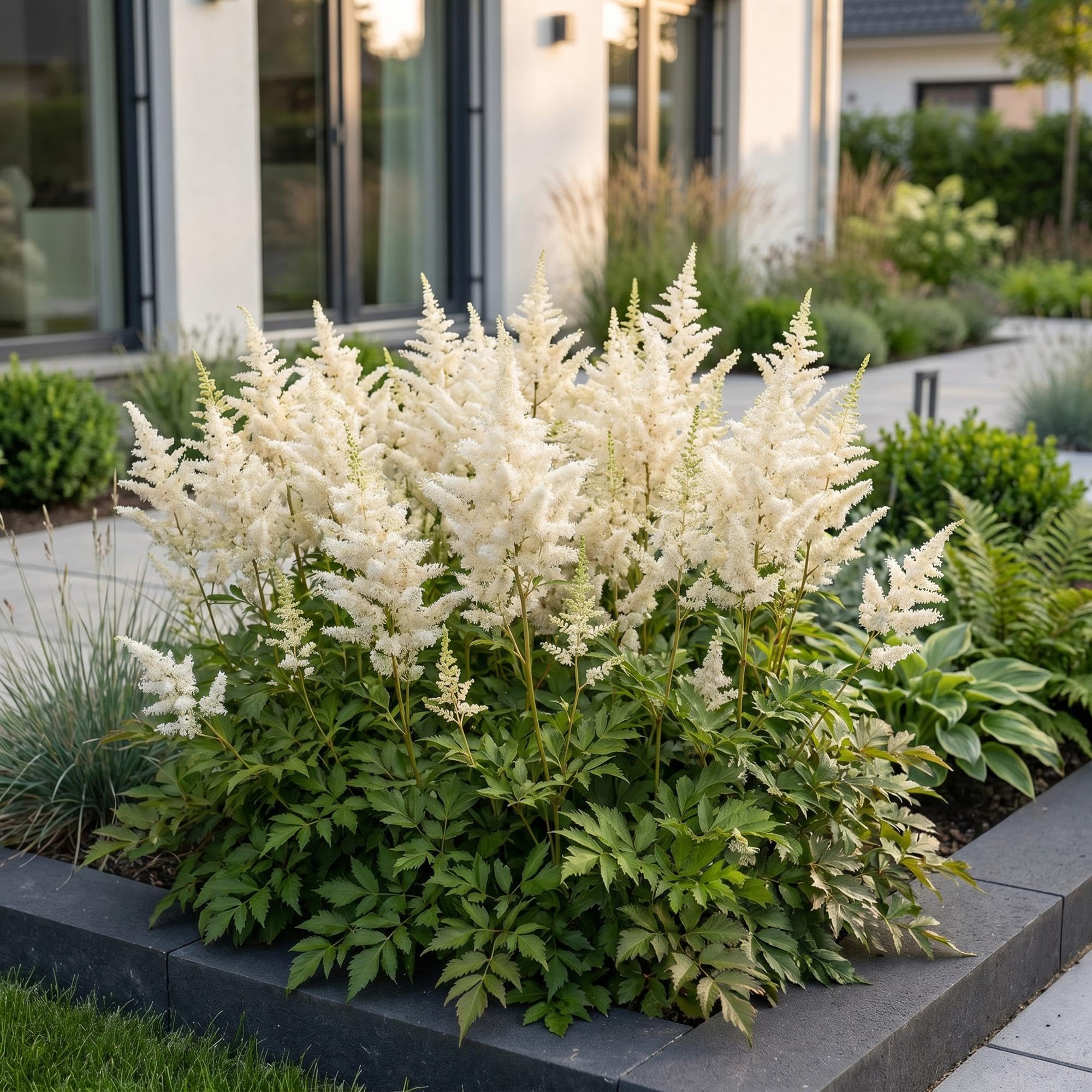 Piante Perenni Astilbe Deutschland da Ombra, Bianco, Set di 3, Vaso 11cm