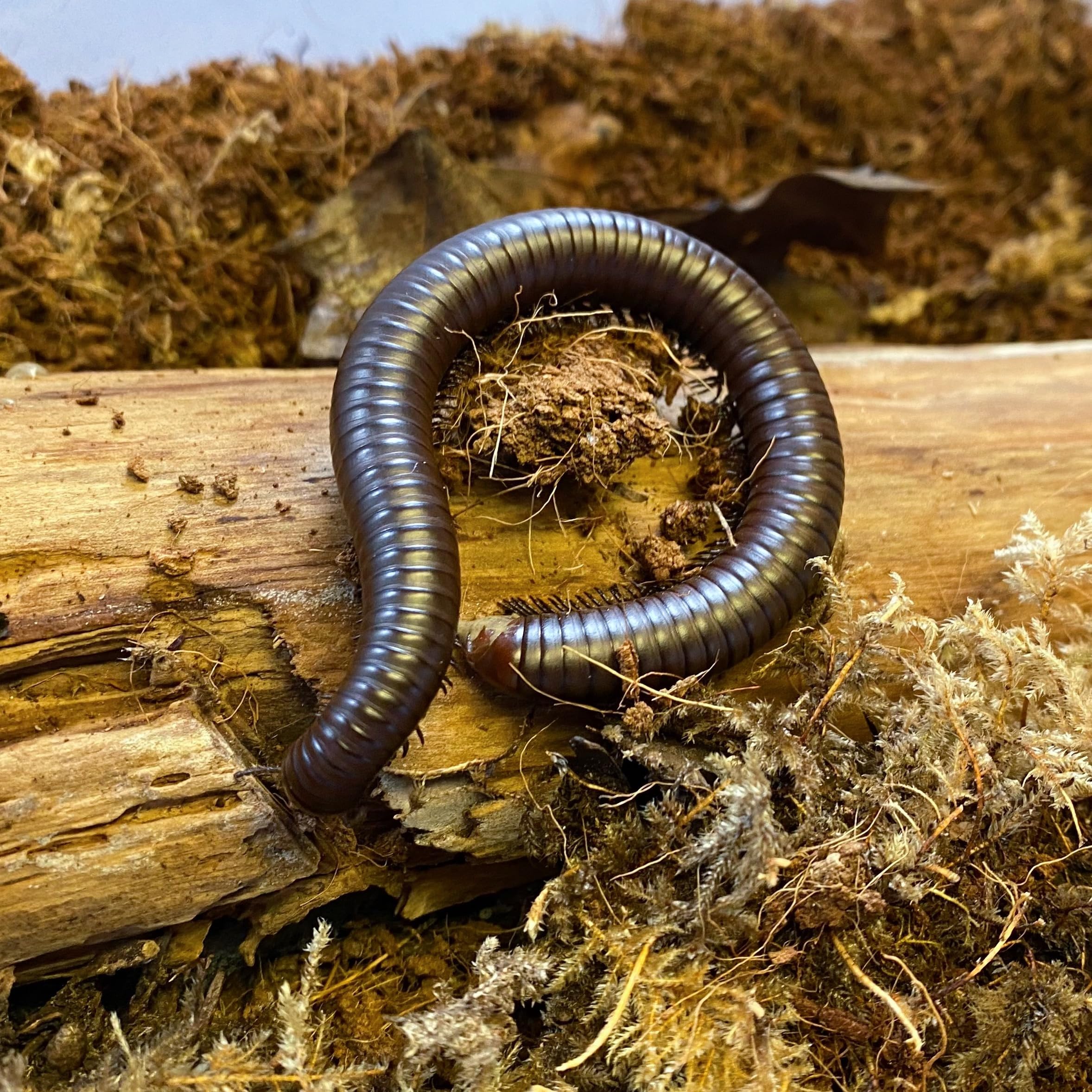 Giant Chocolate Desert Millipede