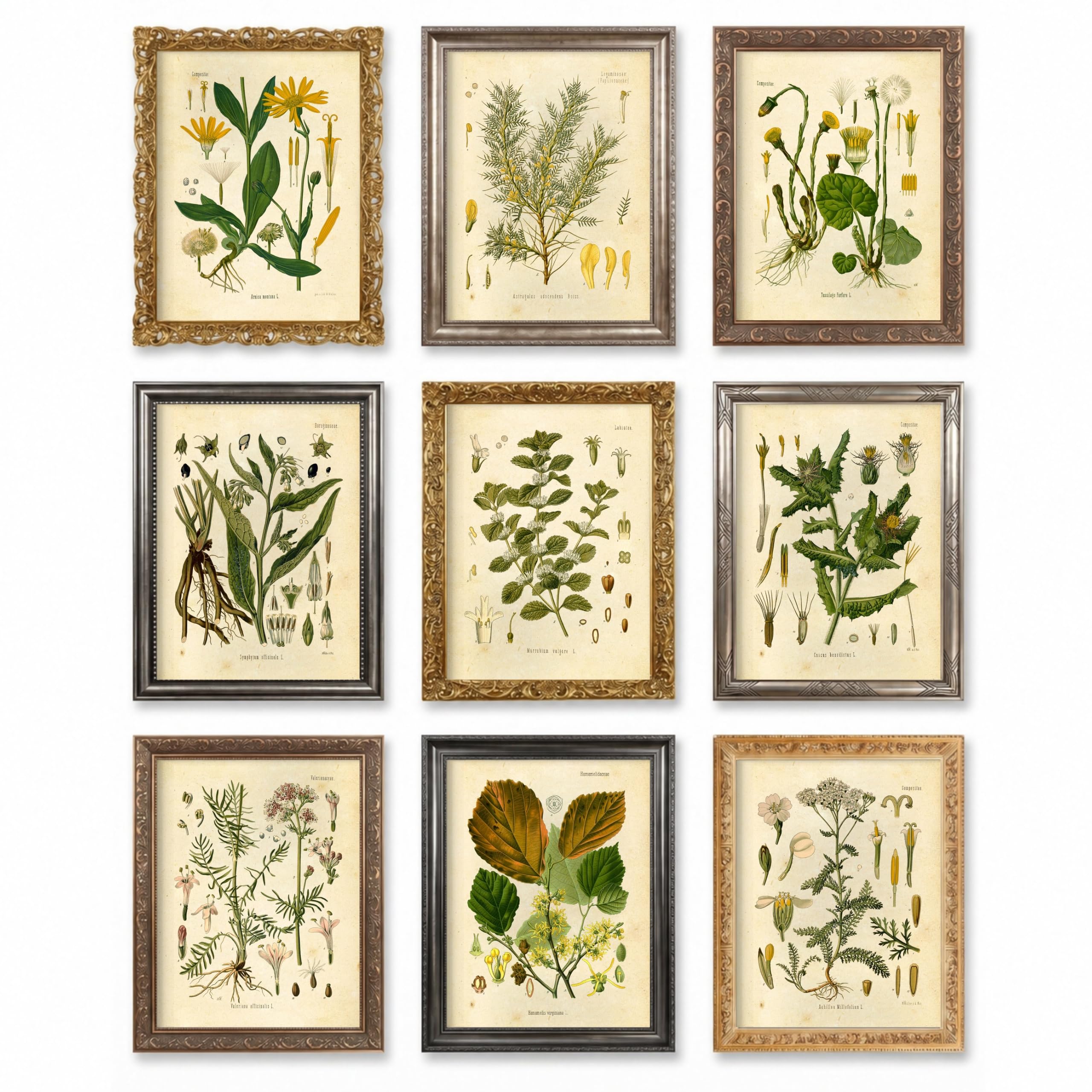 Amazon.com: Vintage Botanical Prints | Medicinal Herbs by Ink Inc
