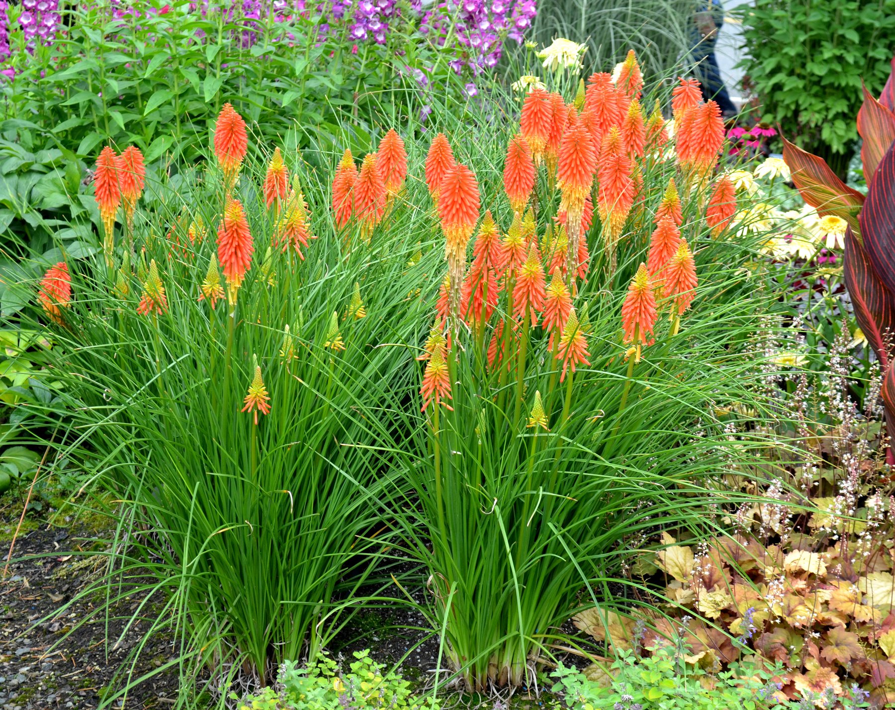 Stauden Gänge 5 x Kniphofia 'Papaya Popsicle' Fackellilie winterhart | Fackellilie – winterharte Staude & Dauerblüher für sonnige Beete, mehrjährig, bienenfreundlich, 1 L Topf (11x11 cm)