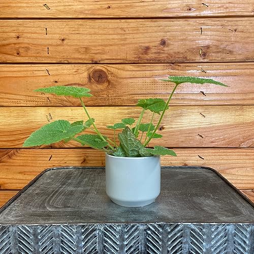 Miniatura 2 de Planta a cuestas de Tolmiea viva (2")