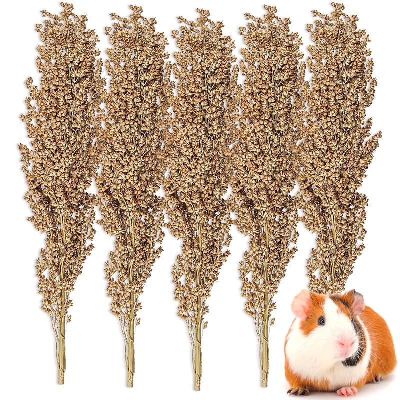 Sukh Espigas de Sorgo Vermelho Seco para Roer e Enriquecimento de Habitat para Pequenos Animais, Pacote com 5