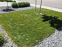 Review Image by Ratboy Ratboy