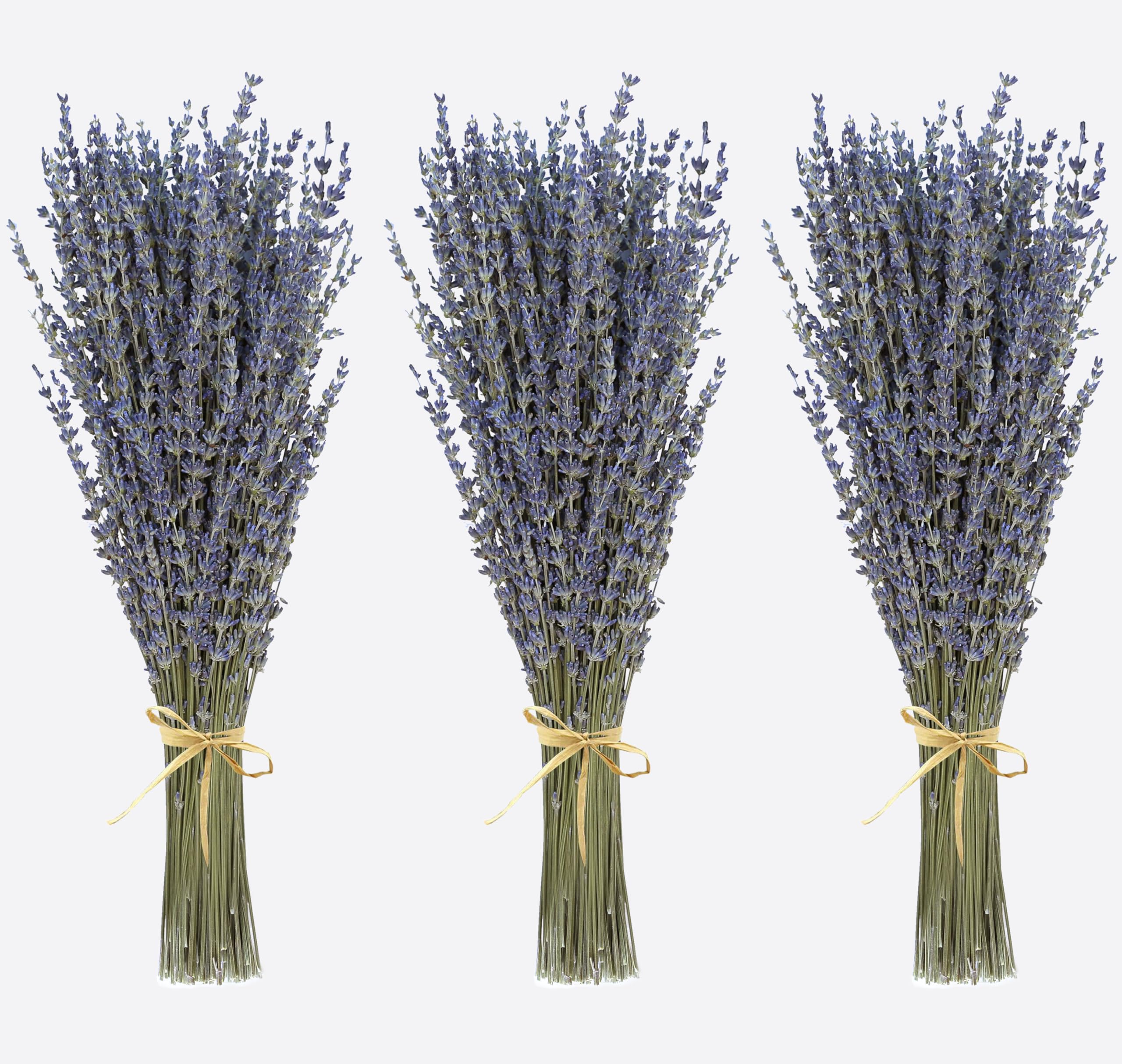WEALD TRIBE Natural Lavender