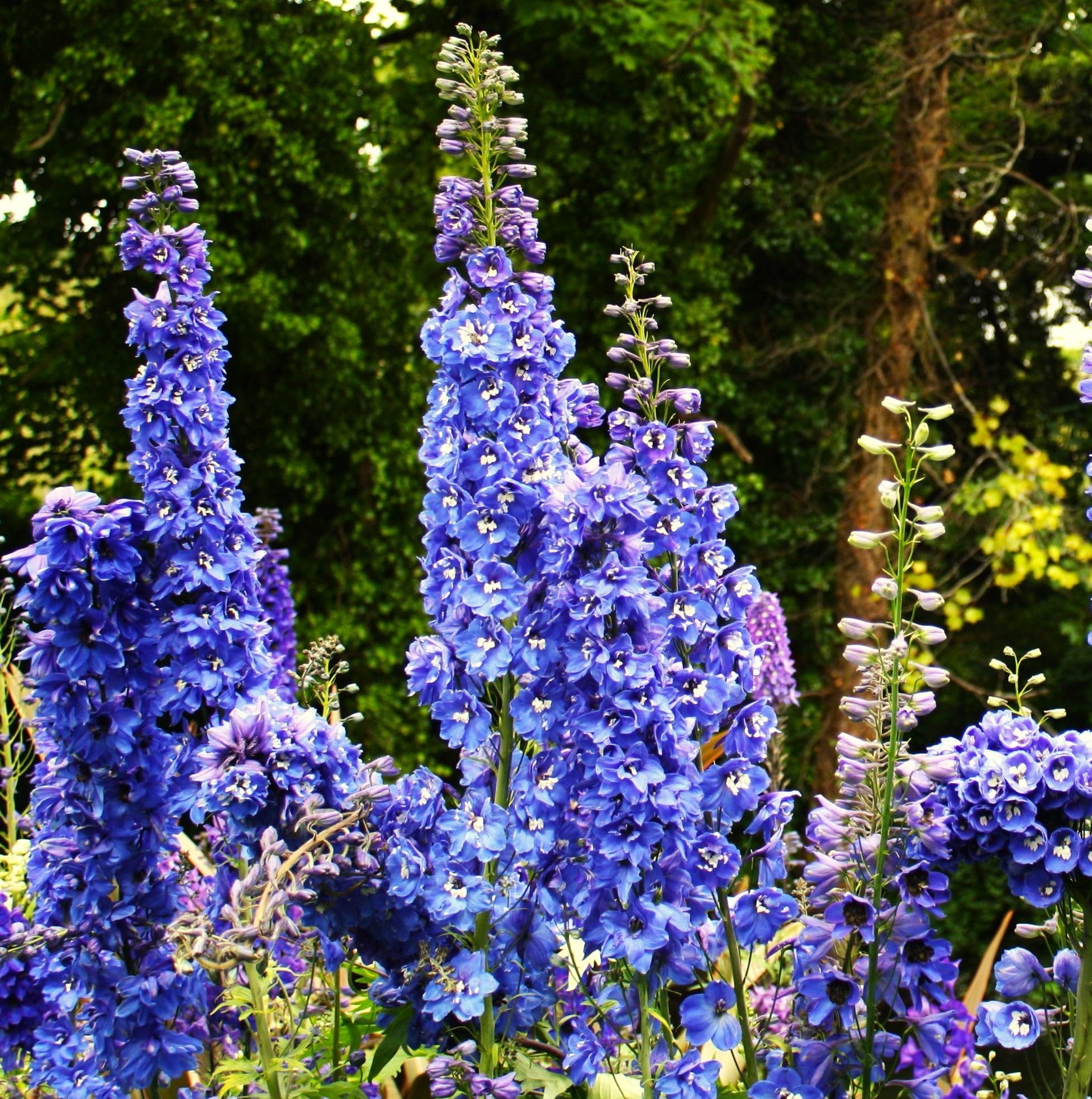 Amazon.com : TomorrowSeeds - Royal Blue Spire Rocket Larkspur