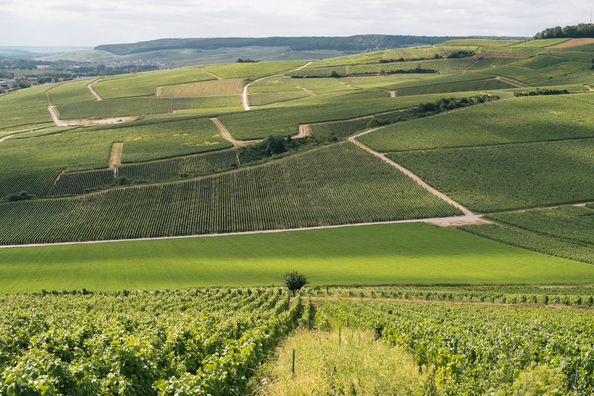 Ayala Champagne Brut Nature