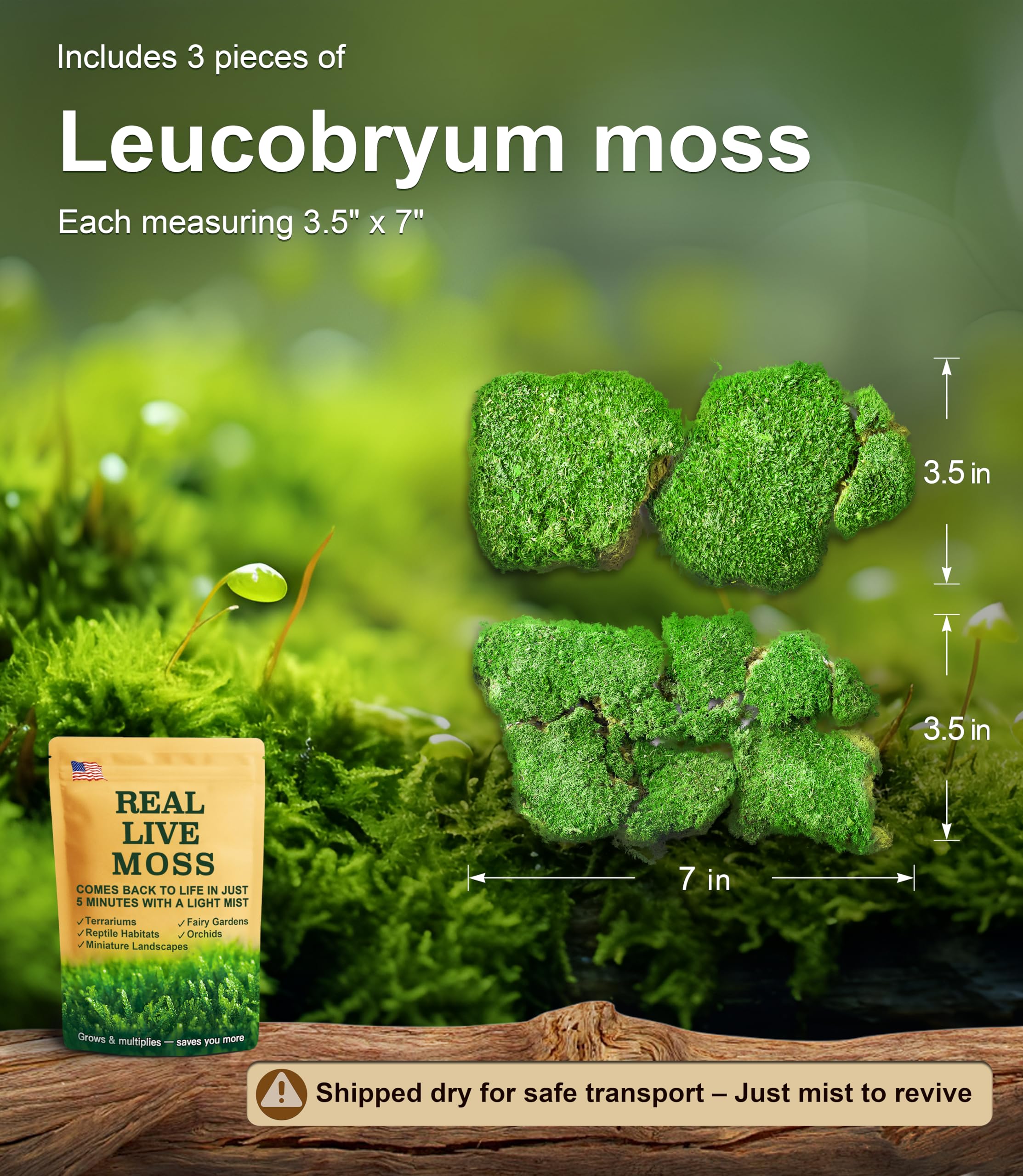 LUCKY PLANT - Paquete variado de musgo vivo fresco, ideal para terrarios de bricolaje, bonsái en miniatura, plantas en maceta, reptiles, suculentas (una pieza entera de musgo fresco de 8 x 8 pulgadas)