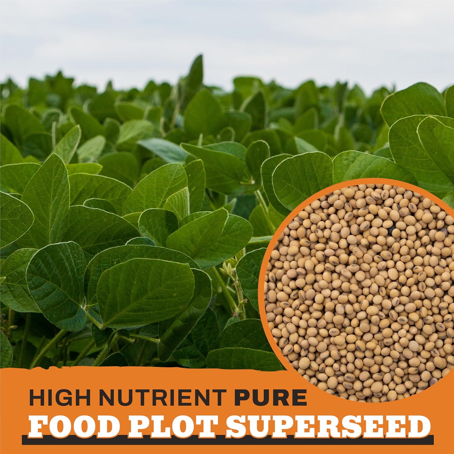 Forage Soybean Food Plot Seeds, Round-Up Ready, 10lb Bag, G1653