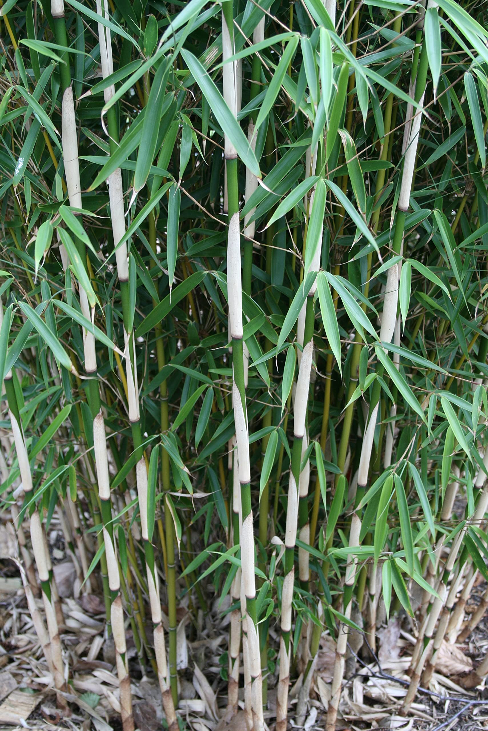 pflanzabstand bambus Bambus schwarz - Phyllostachys nigra