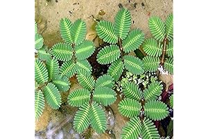 Sensitive Plant Live: A Thriving Aquatic Enhancer for Your Garden Oasis