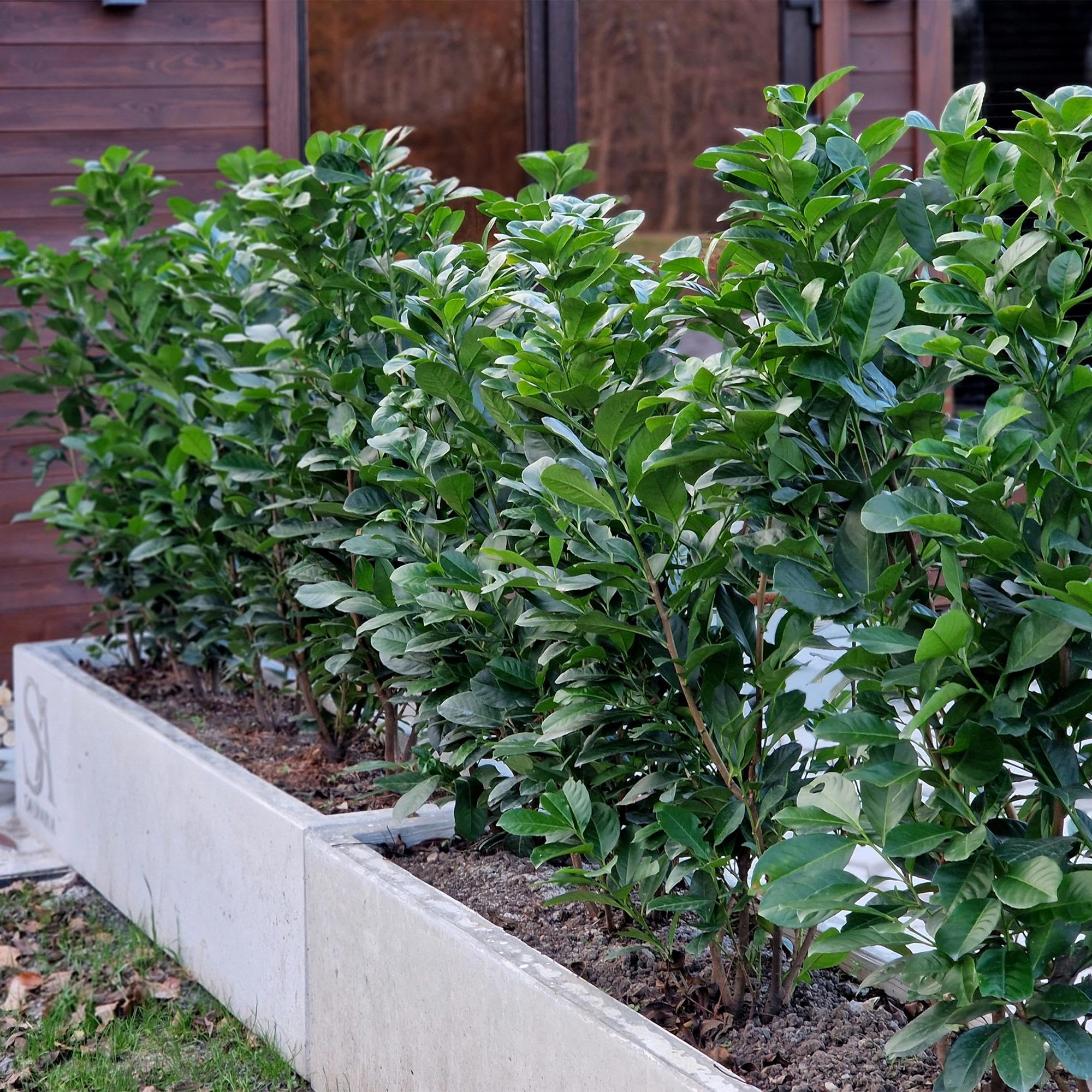 Laurocerasus Etna laur wiśniowy Prunus Laurocerasus Etna – żywopłot – zielony liść – 6 roślin – 1 metr bieżący – zimozielony – 17 cm x wys. 50 cm – szybko rośnie i jest łatwy w pielęgnacji