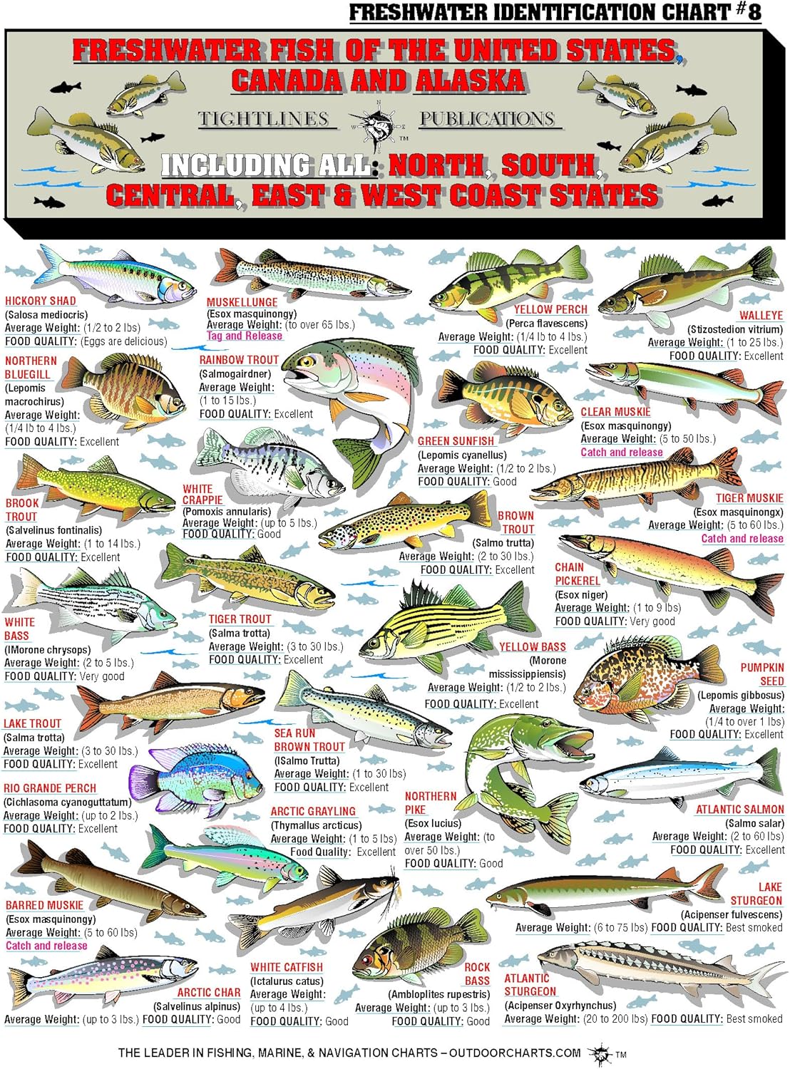 Fishermans Freshwater Fish Chart #8