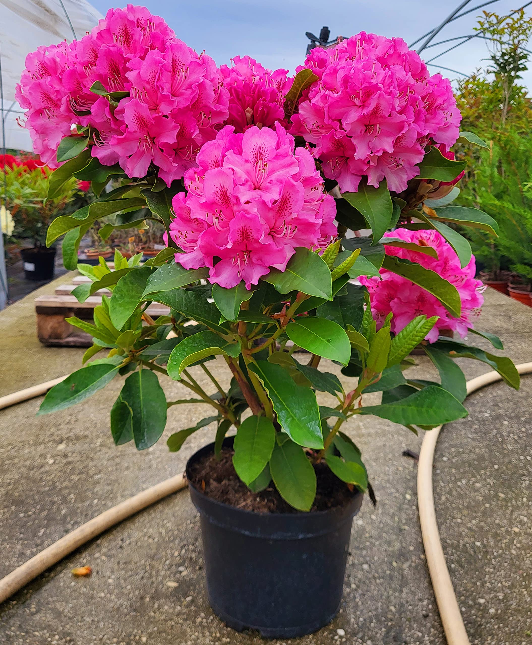 POWERS TO FLOWERS - RODODENDRO ROSA INTENSO XXL, RHODODENDRON, IN VASO 22CM DIAMETRO, pianta vera