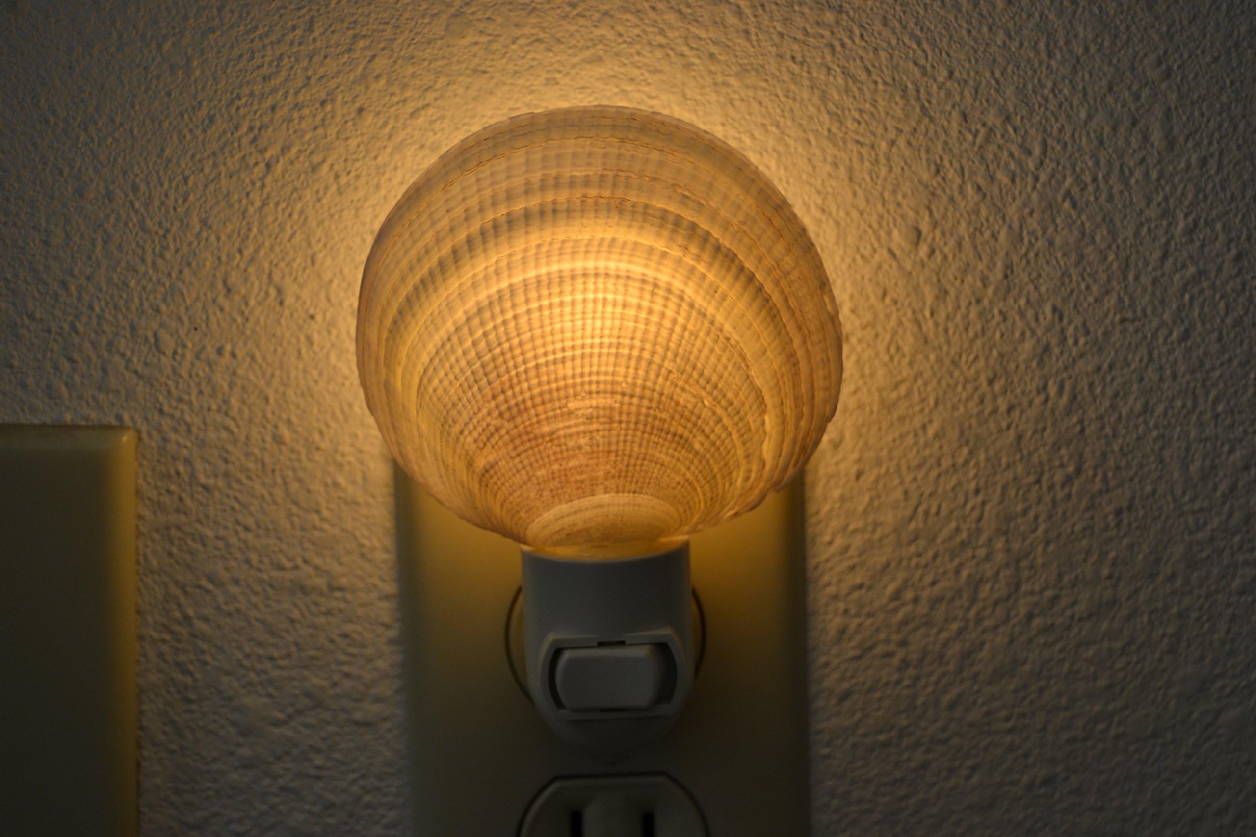 Codackia Tigerena Sea Shell Night Light Bathroom Kitchen