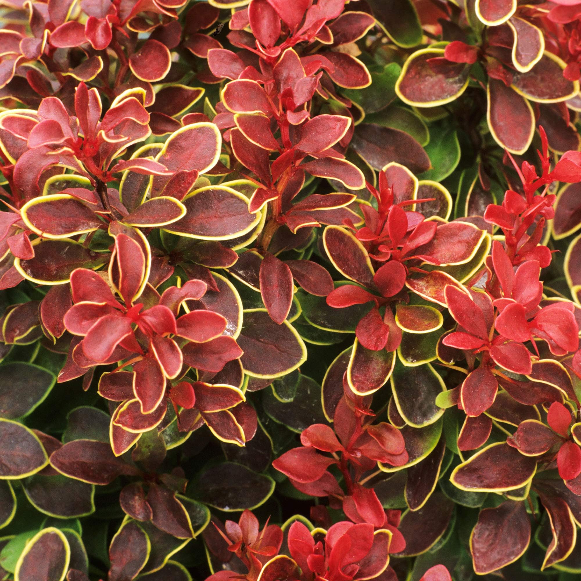 Plant Theory Atropurpurea Admiration Barberry Berberis Thunbergii Shrub ...