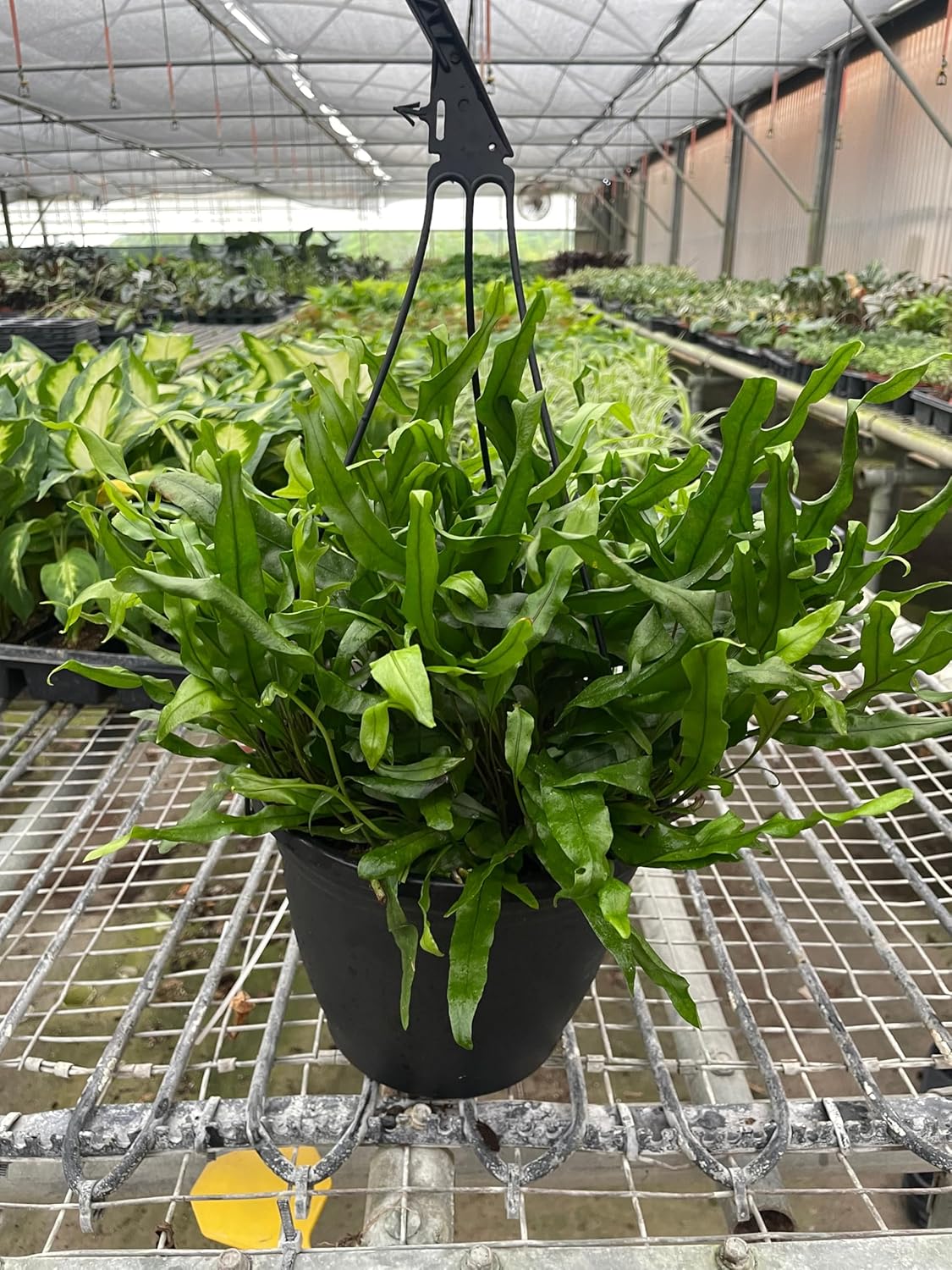 6 Pack Fern 'Kangaroo Paw' in 4in Pot - Live Plants Tropical Houseplants | Variegated | USA Growers | The Snobby Leaf