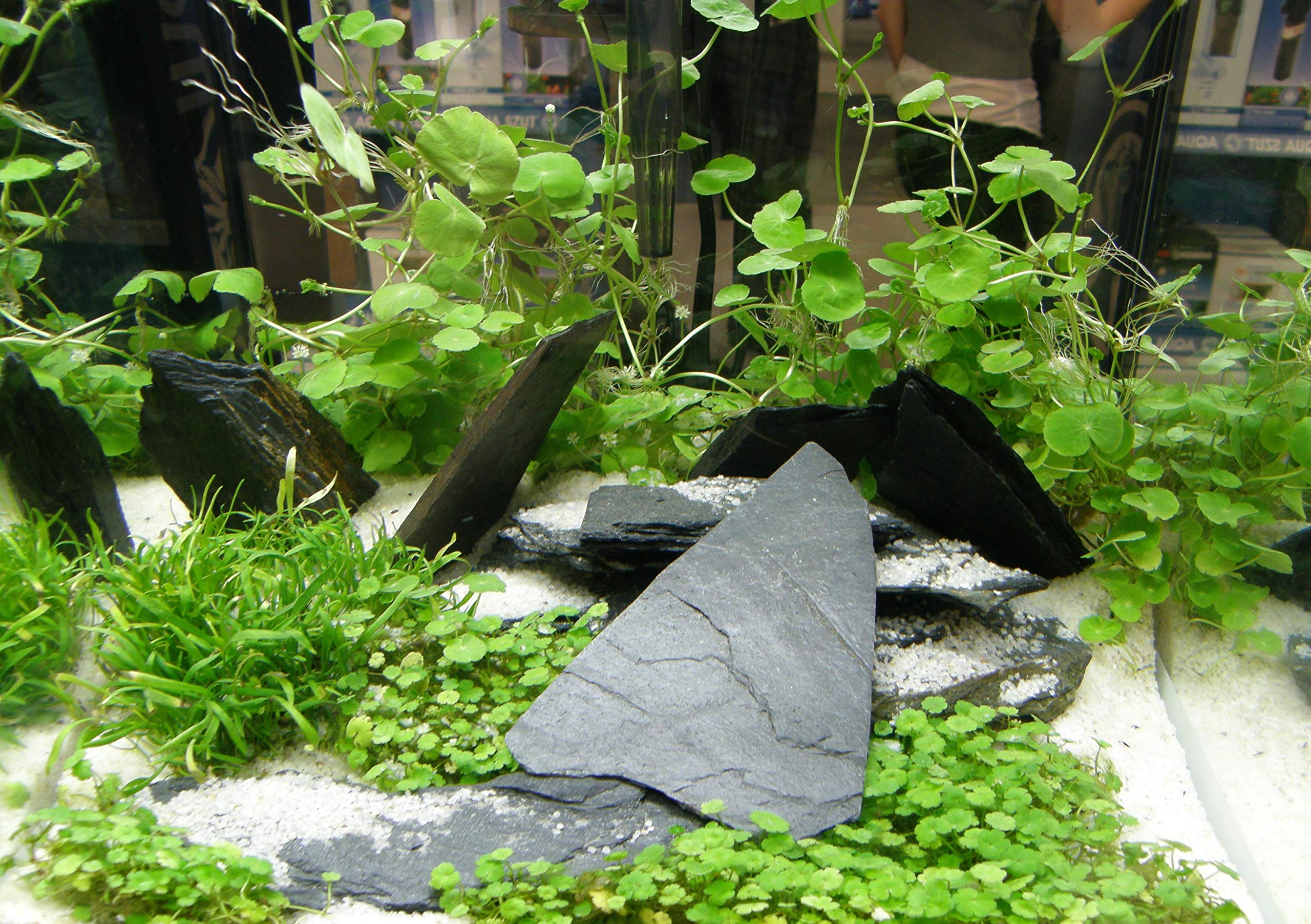 Set XXL composto da 150 piante acquatiche, fertilizzante, condizionatore