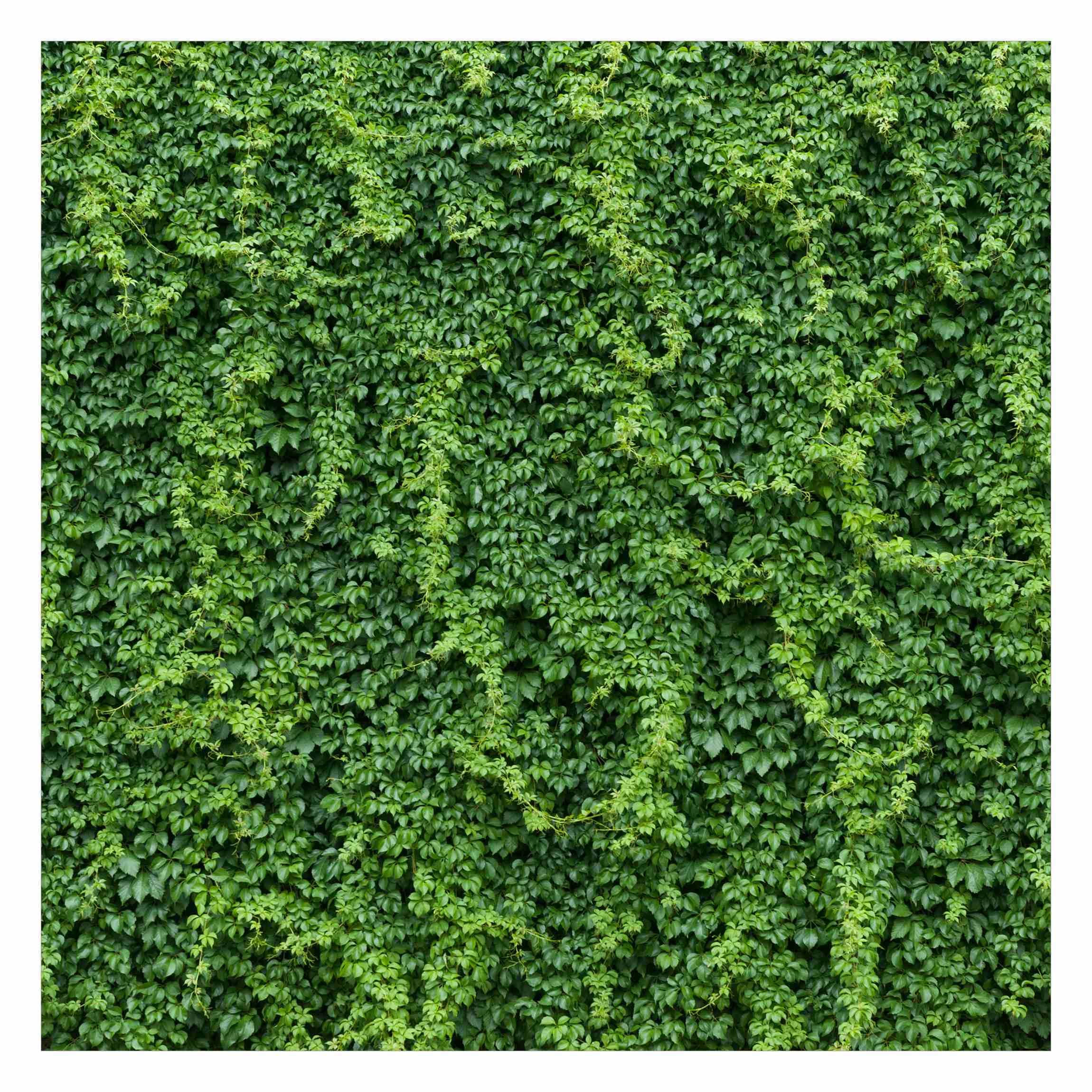 Tapisserie murale salon et chambre adulte au motif plantes vertes