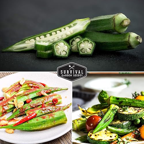 Miniatura 5 de Survival Garden Seeds - Semilla de Okra esmeralda para plantar - Paquete con instrucciones para plantar y cultivar Okra tierna y grande en tu jardín