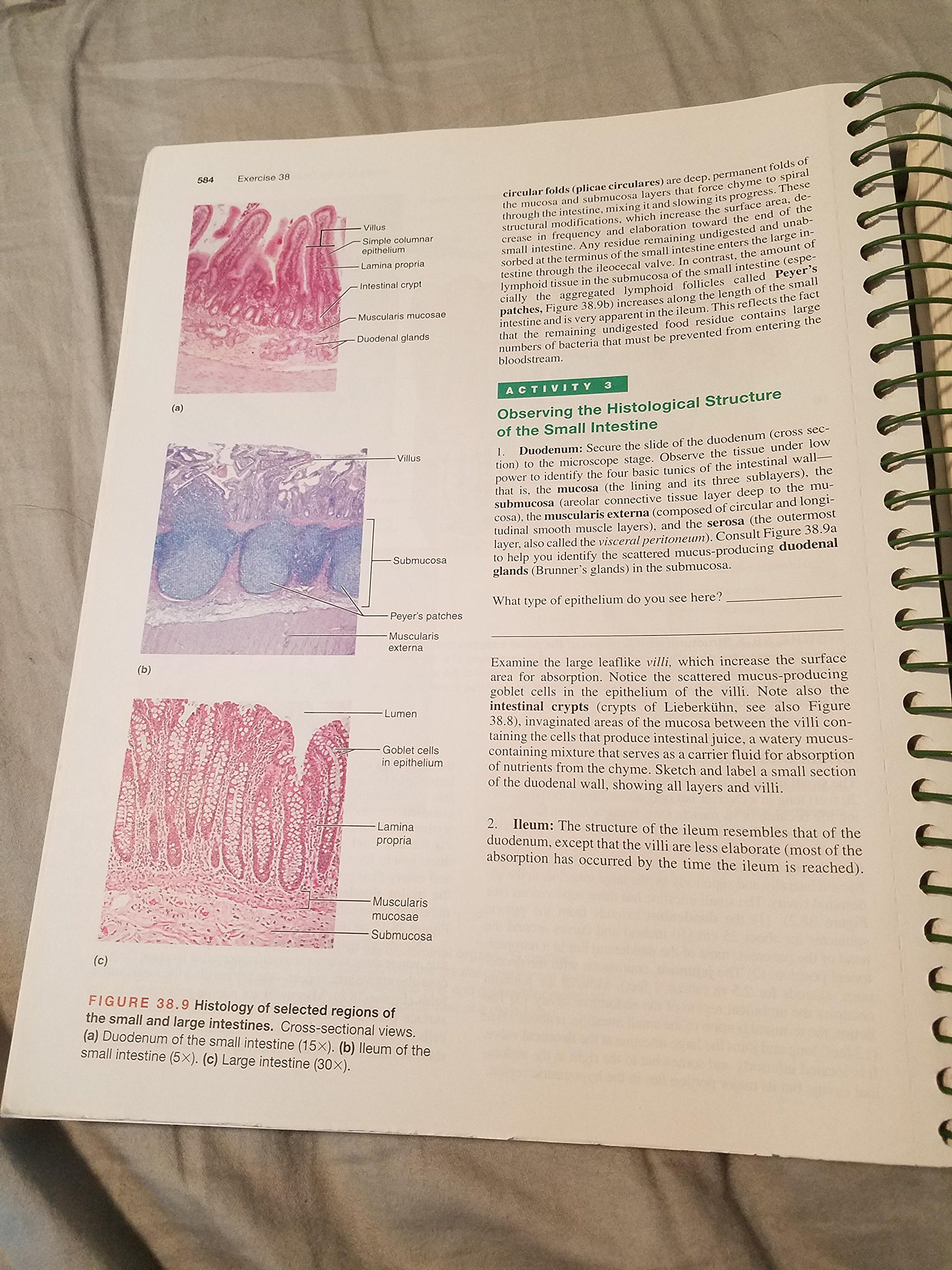 Human Anatomy & Physiology Laboratory Manual, Main Version, Update