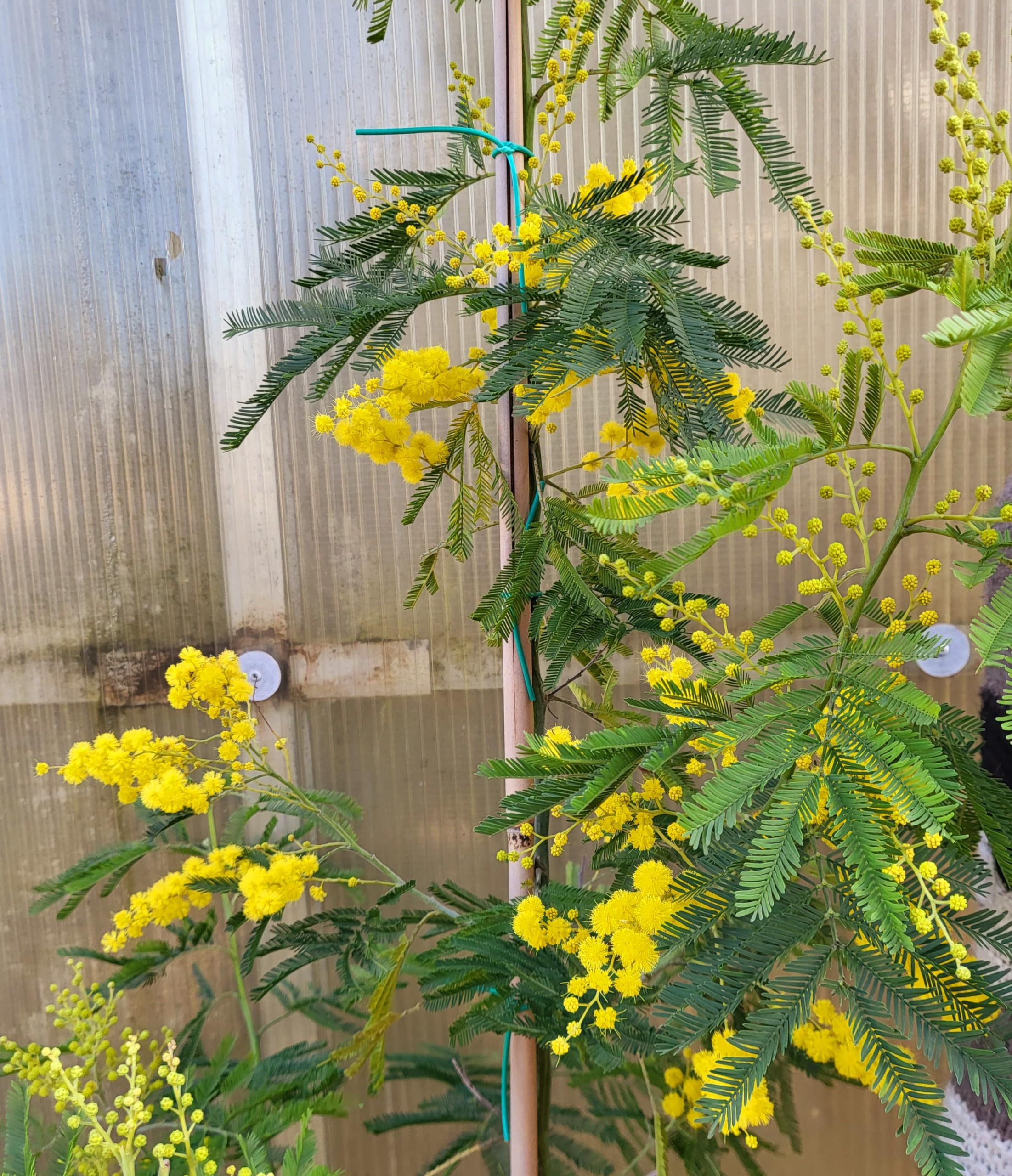 POWERS TO FLOWERS - MIMOSA DA GIARDINO VARIETA' GAULOIS altezza 180cm, OFFERTA ULTIMI 30 PEZZI !!!!! pianta vera