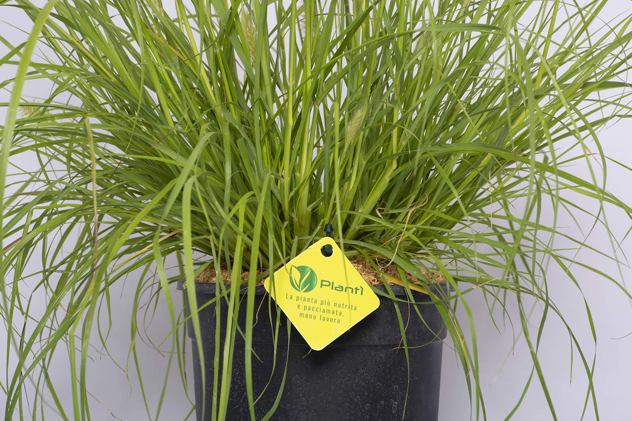 PENNISETUM Piante da siepe sempreverde, Pianta da esterno longeva e versatile con forma a fontana, Diametro vaso 19 cm (Pennisetum Hameln Yellow)