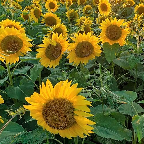 Miniatura 3 de Semillas de girasol para plantar, bolsa de 5 libras (1/4 acre), semillas de parcela de alimentos, ciervos, pájaros, fesantes, palomas,