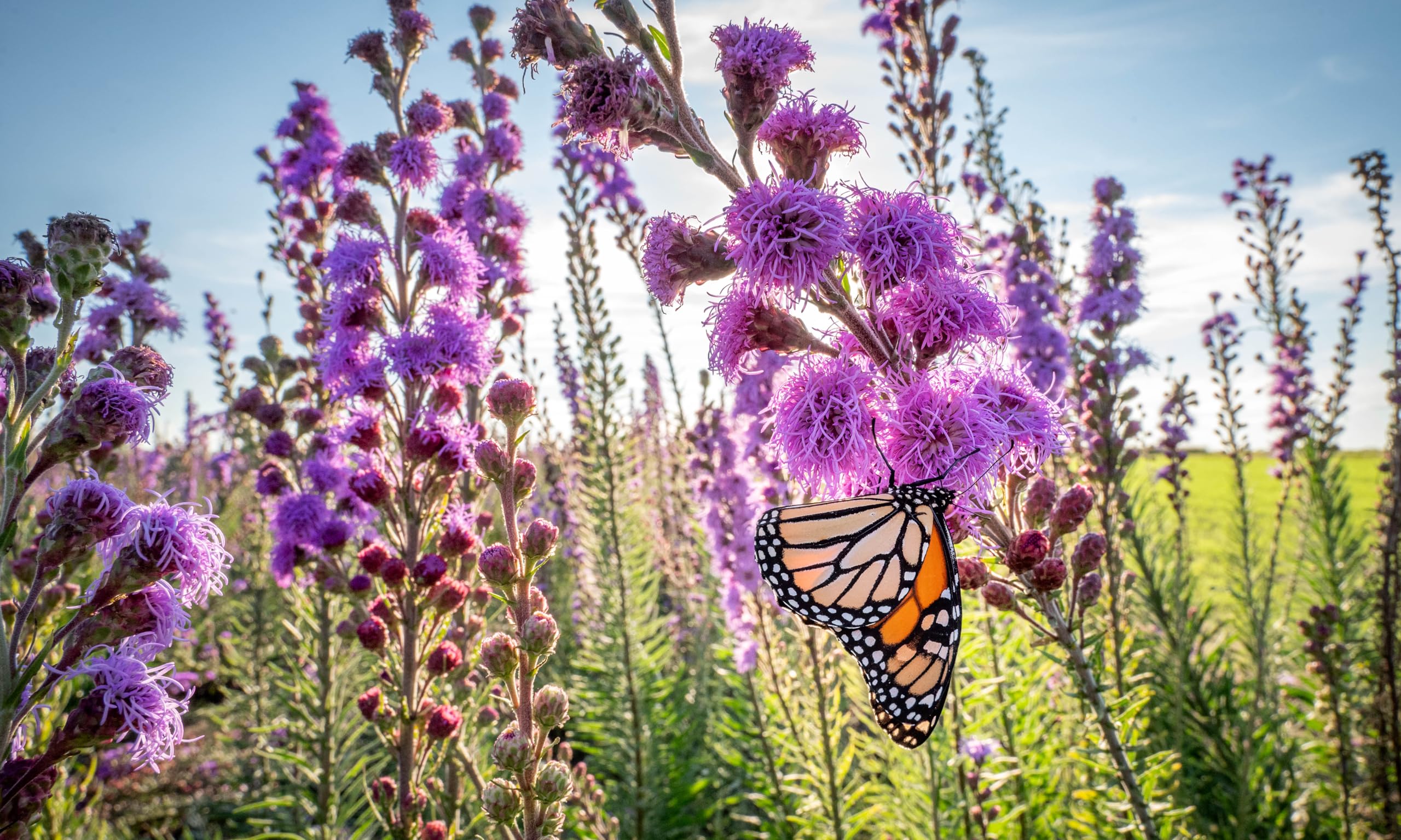 Monarchs